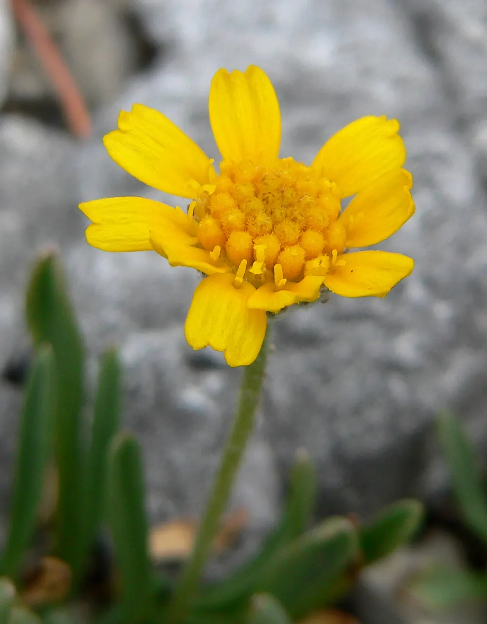 Angelita Daisy,Sundancer Daisy (Tetraneuris Acaulis) — Its evergreen foliage forms a dense rosette up to 6 inches in diameter, ideal for xeriscaping