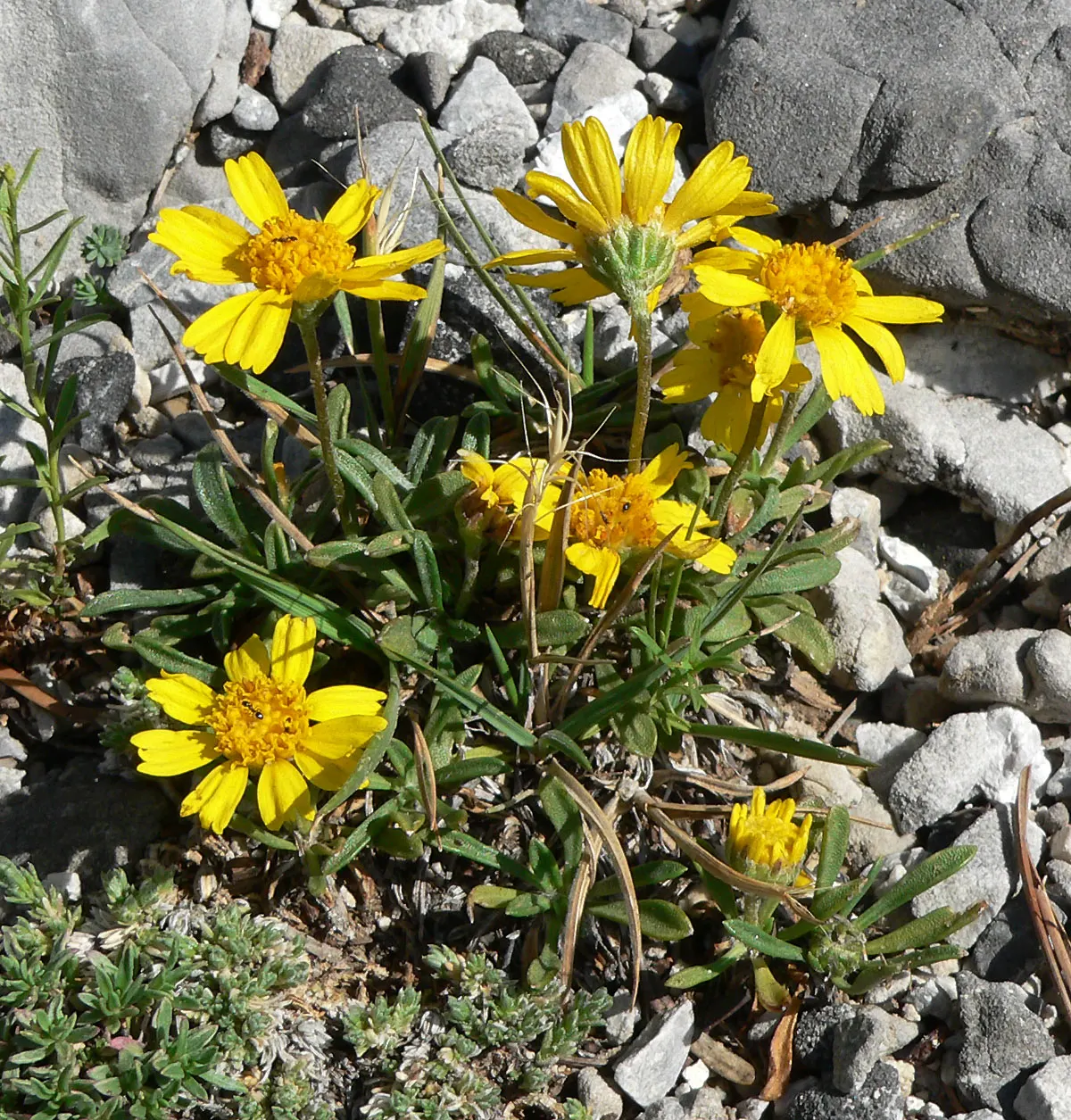 Angelita Daisy,Sundancer Daisy (Tetraneuris Acaulis) — perennial with gold and yellow blooms