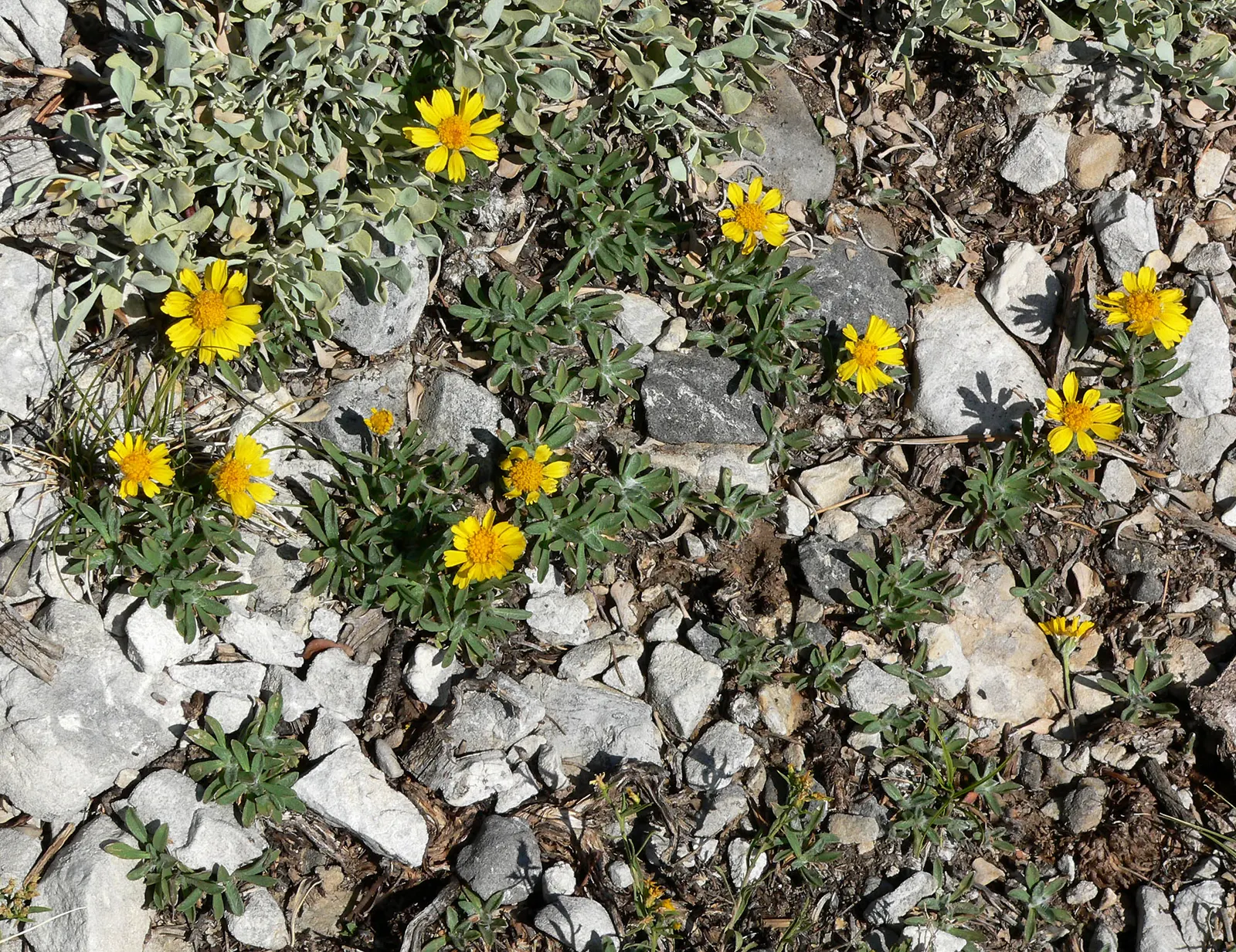 Angelita Daisy,Sundancer Daisy (Tetraneuris Acaulis) — drought-tolerant option that provides year-round interest and attracts pollinators to, image 26
