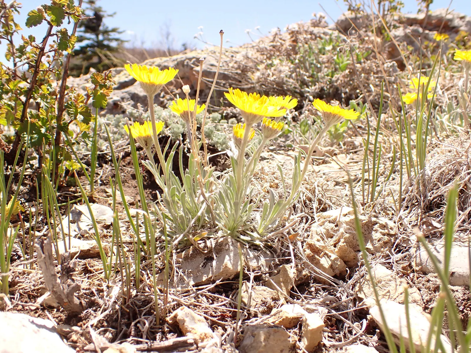 Angelita Daisy,Sundancer Daisy (Tetraneuris Acaulis) — For a flourishing display; making it an excellent choice for xeriscaping or gardens with minimal water