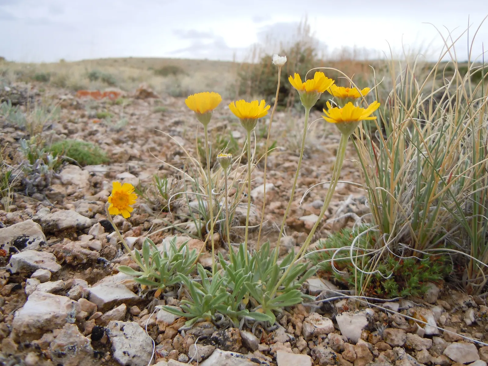 Angelita Daisy,Sundancer Daisy (Tetraneuris Acaulis) — drought-tolerant option that provides year-round interest and attracts pollinators to, image 64