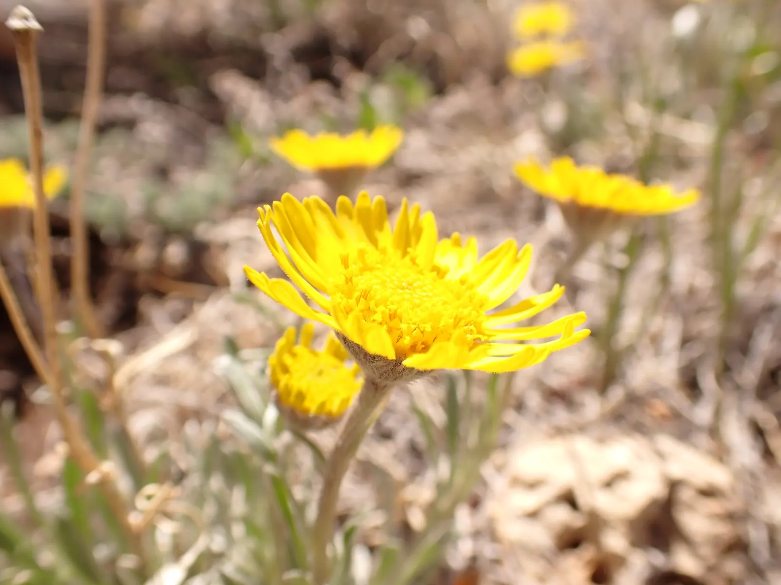 Angelita Daisy,Sundancer Daisy (Tetraneuris Acaulis) — or Sundancer Daisy (Tetraneuris acaulis); its evergreen foliage forms a dense rosette up to 6 inches in