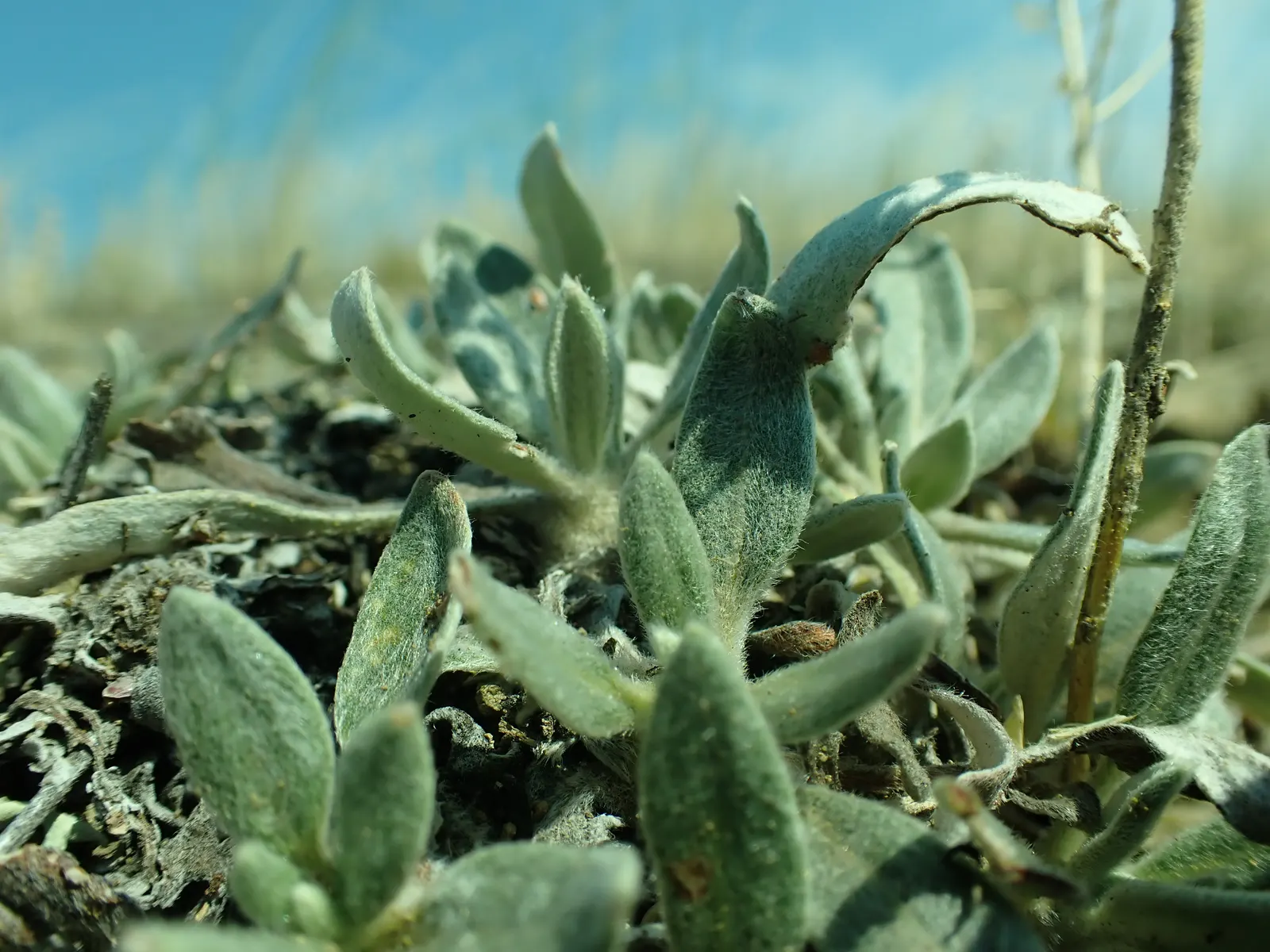 Angelita Daisy,Sundancer Daisy (Tetraneuris Acaulis) — or Sundancer Daisy (Tetraneuris acaulis); its evergreen foliage forms a dense rosette up to, image 58