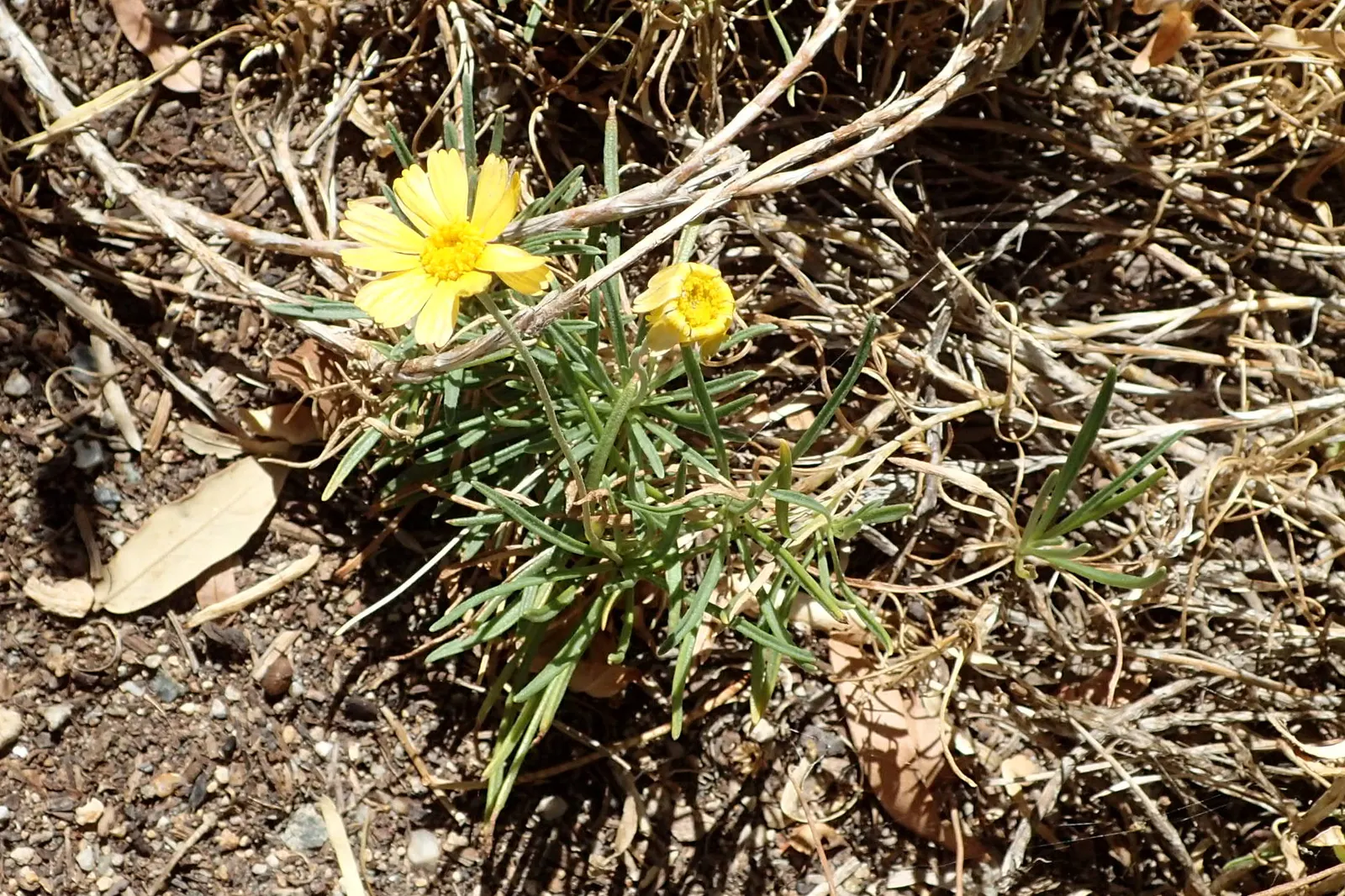 Angelita Daisy,Sundancer Daisy (Tetraneuris Acaulis) — Tetraneuris acaulis is drought-tolerant once established; attracting butterflies and, image 70