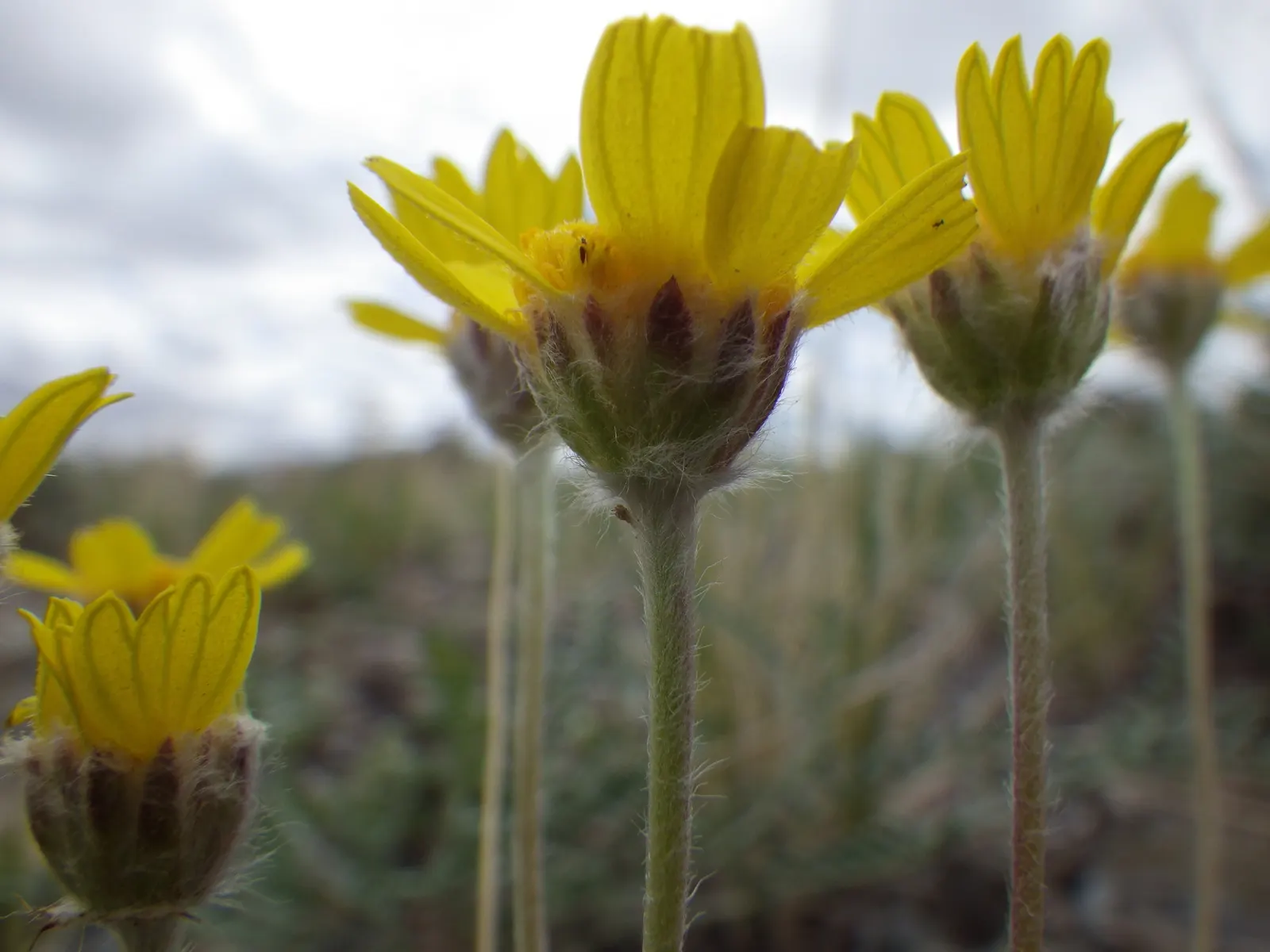 Angelita Daisy,Sundancer Daisy (Tetraneuris Acaulis) — or Sundancer Daisy (Tetraneuris acaulis); its evergreen foliage forms a dense rosette up to, image 39