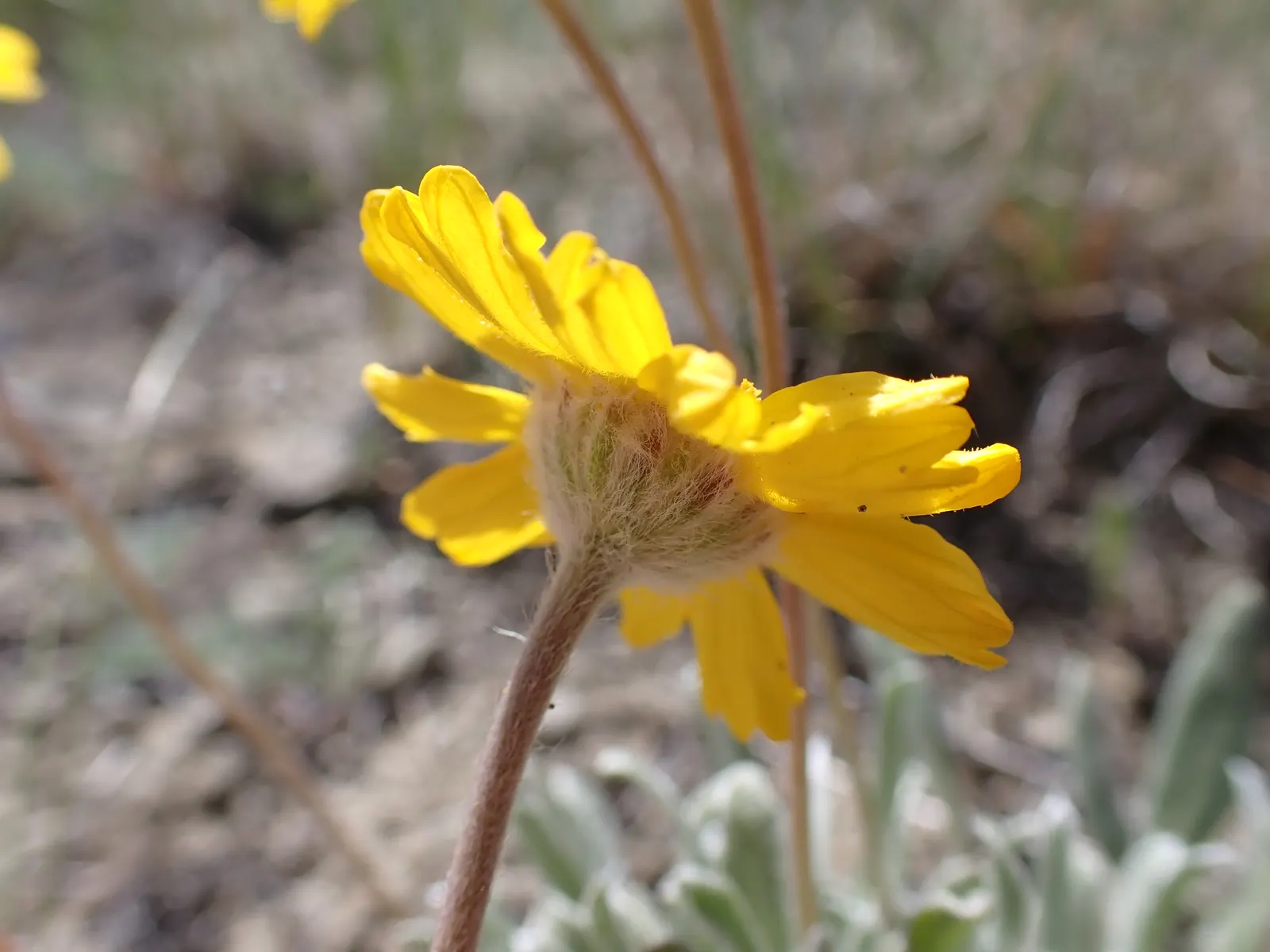 Angelita Daisy,Sundancer Daisy (Tetraneuris Acaulis) — Its diminutive size and abundant flowering make it an ideal selection for rock gardens, image 53