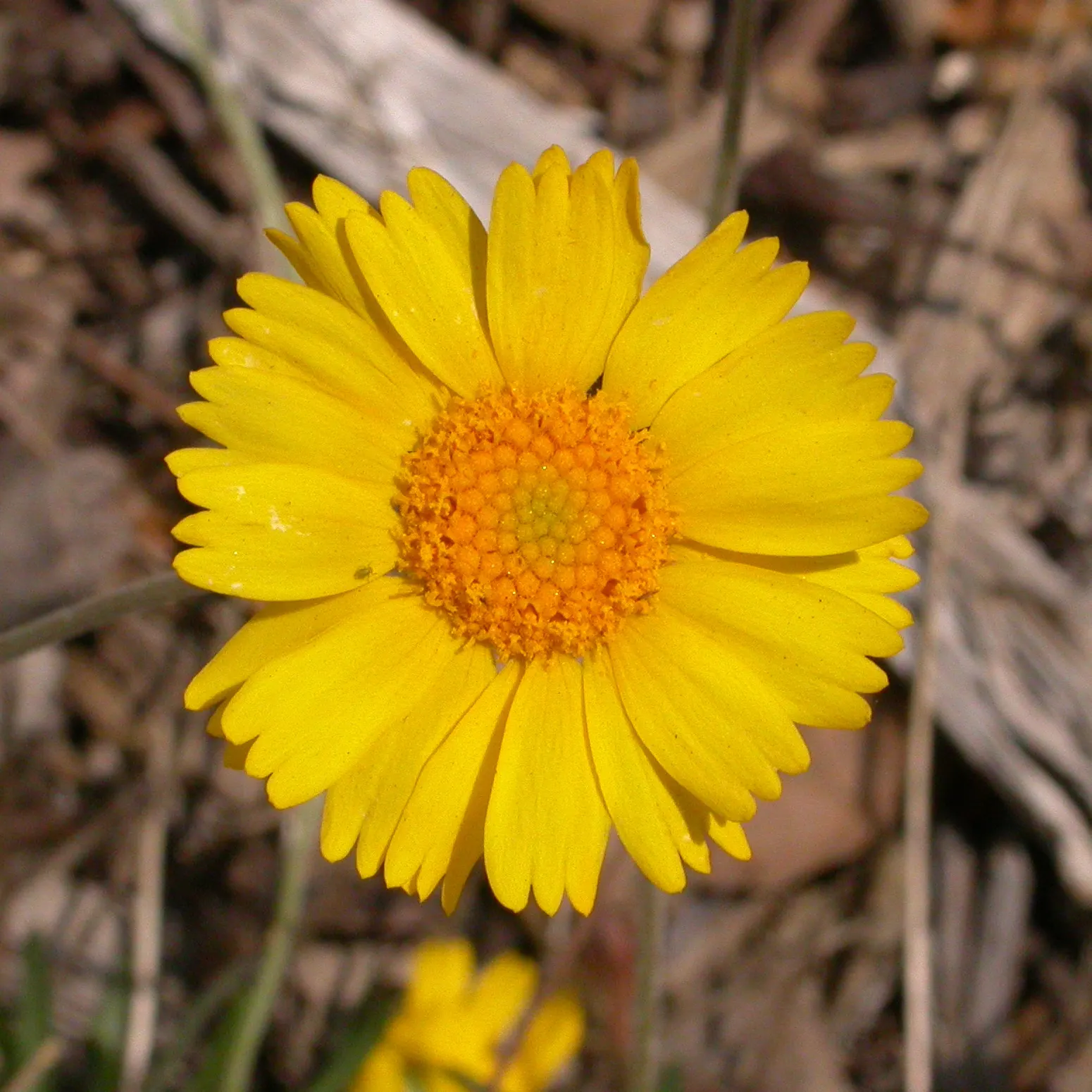 Angelita Daisy,Sundancer Daisy (Tetraneuris Acaulis) — Its evergreen foliage forms a dense rosette up to 6 inches in diameter, ideal for, image 61