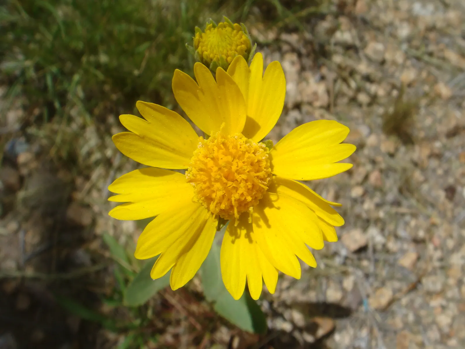 Angelita Daisy,Sundancer Daisy (Tetraneuris Acaulis) — Its diminutive size and abundant flowering make it an ideal selection for rock gardens; drought-tolerant