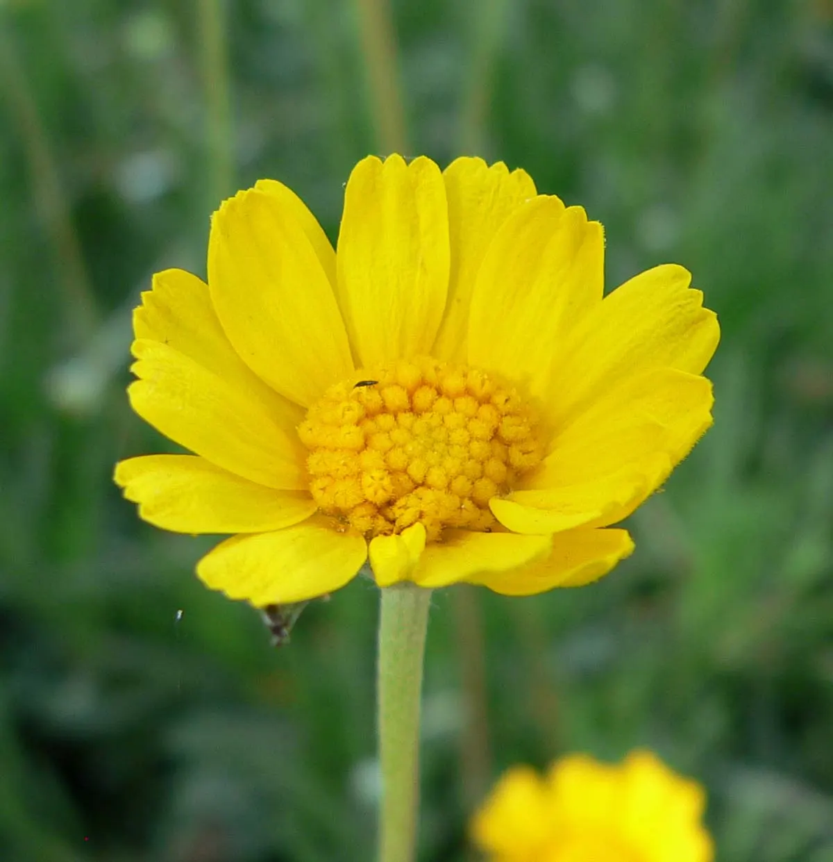 Angelita Daisy,Sundancer Daisy (Tetraneuris Acaulis) — This perennial requires full sun and well-drained soil; tetraneuris acaulis is, image 43
