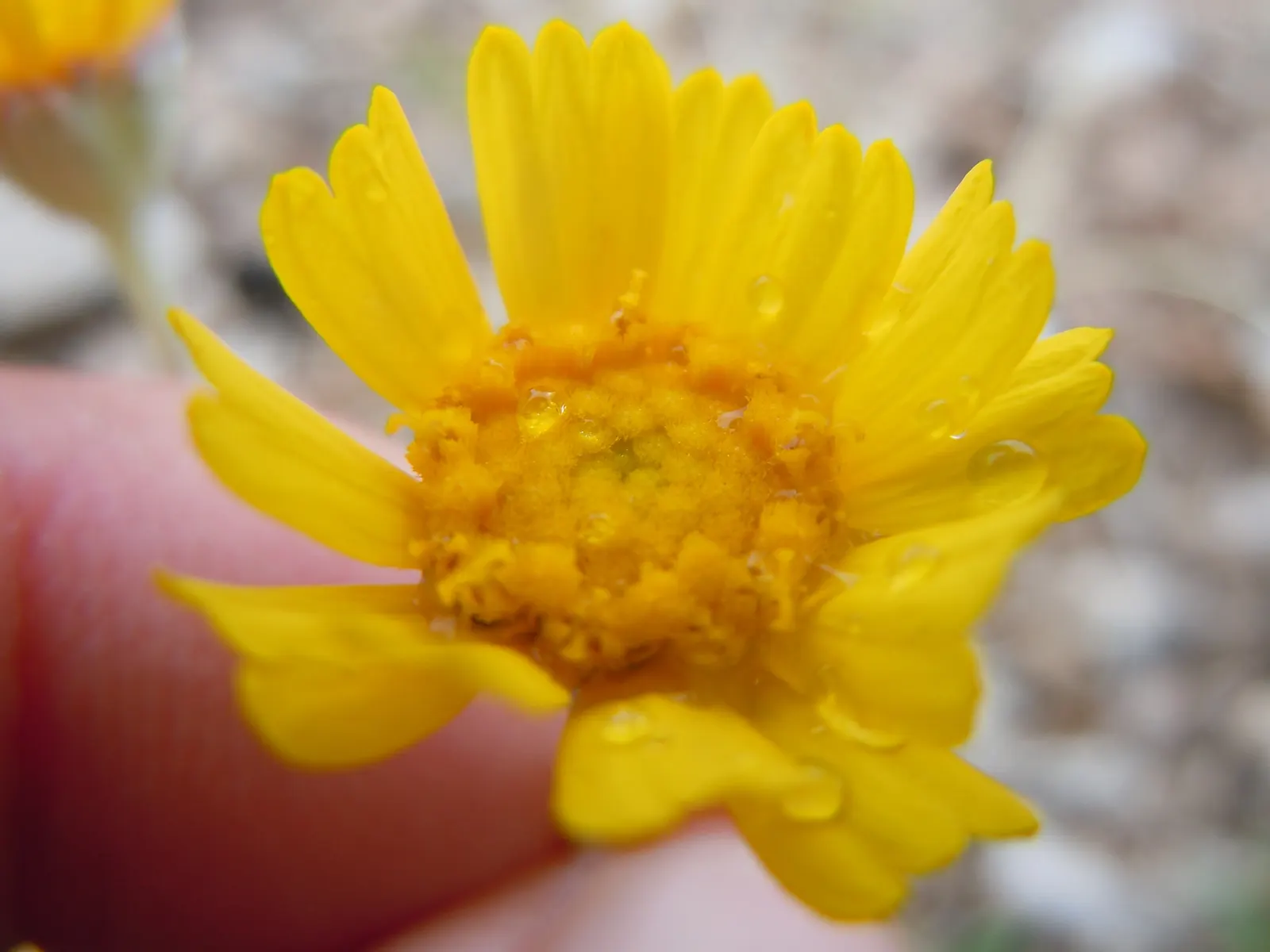 Angelita Daisy,Sundancer Daisy (Tetraneuris Acaulis) — perennial for full or half; for a flourishing display, image 57