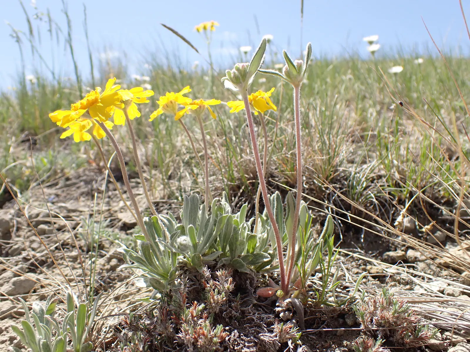 Angelita Daisy,Sundancer Daisy (Tetraneuris Acaulis) — For a flourishing display