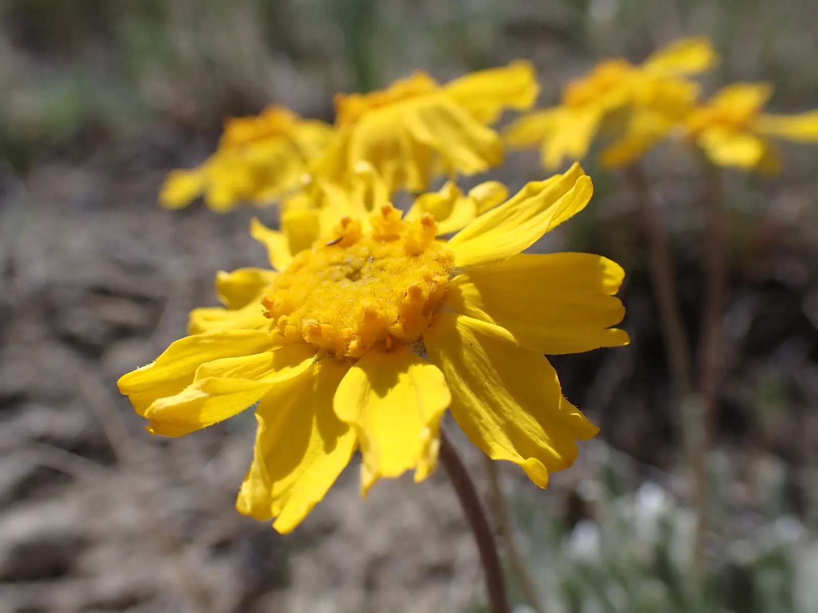 Angelita Daisy,Sundancer Daisy (Tetraneuris Acaulis) — attracting butterflies and providing a continuous show of color