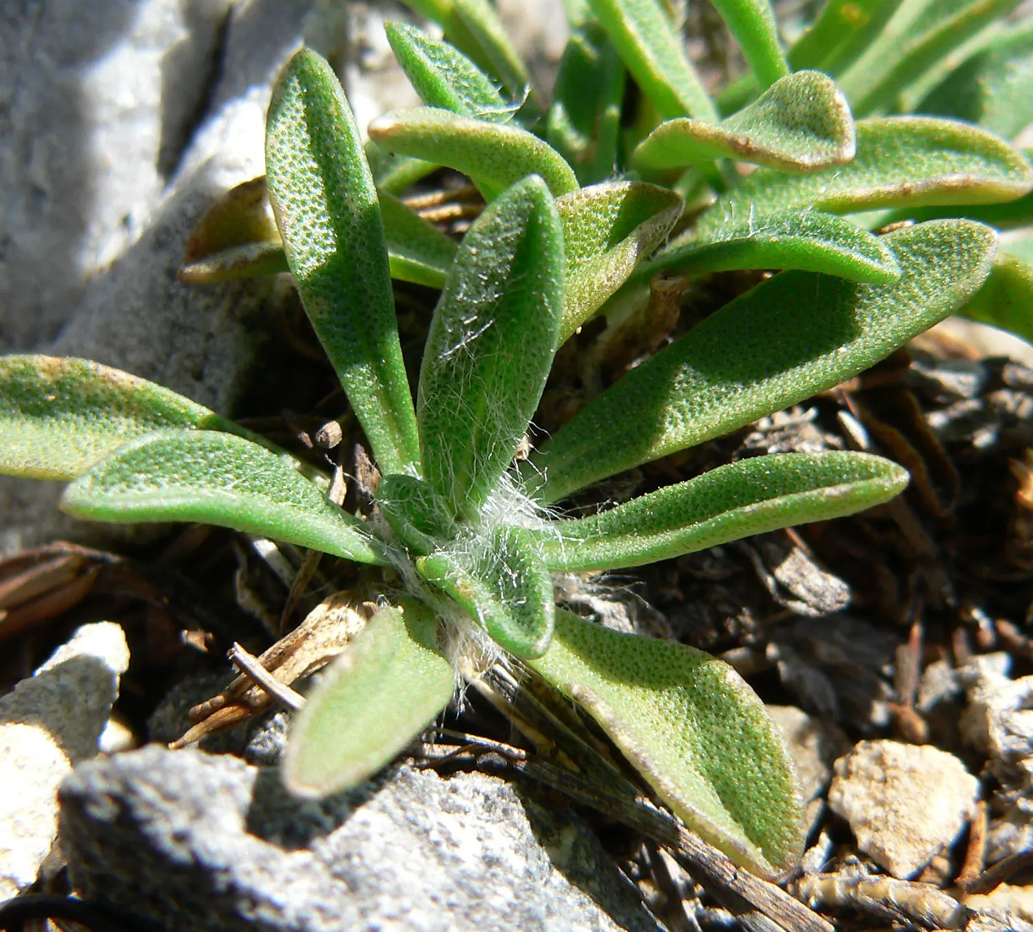 Angelita Daisy,Sundancer Daisy (Tetraneuris Acaulis) — Its diminutive size and abundant flowering make it an ideal selection for rock gardens