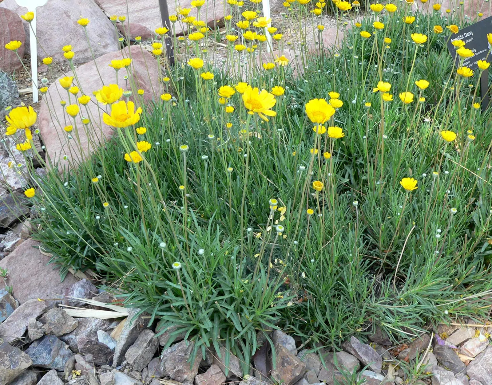 Angelita Daisy,Sundancer Daisy (Tetraneuris Acaulis) — attracting butterflies and providing a continuous show of color; this perennial requires, image 50