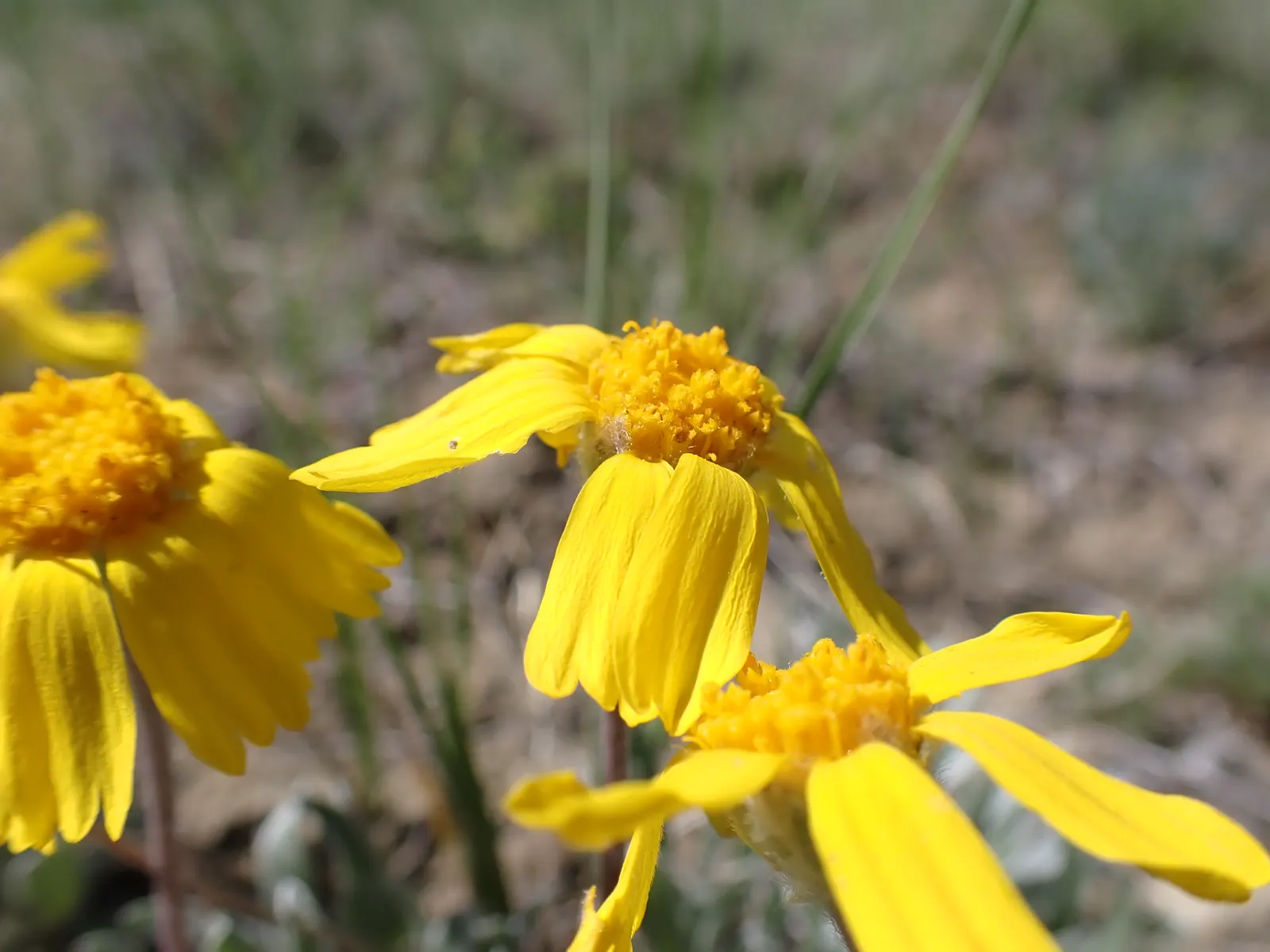Angelita Daisy,Sundancer Daisy (Tetraneuris Acaulis) — attracting butterflies and providing a continuous show of color; this perennial requires full sun and