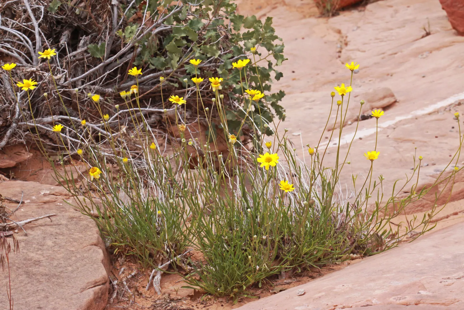Angelita Daisy,Sundancer Daisy (Tetraneuris Acaulis) — also known as Sundancer Daisy or Tetraneuris acaulis