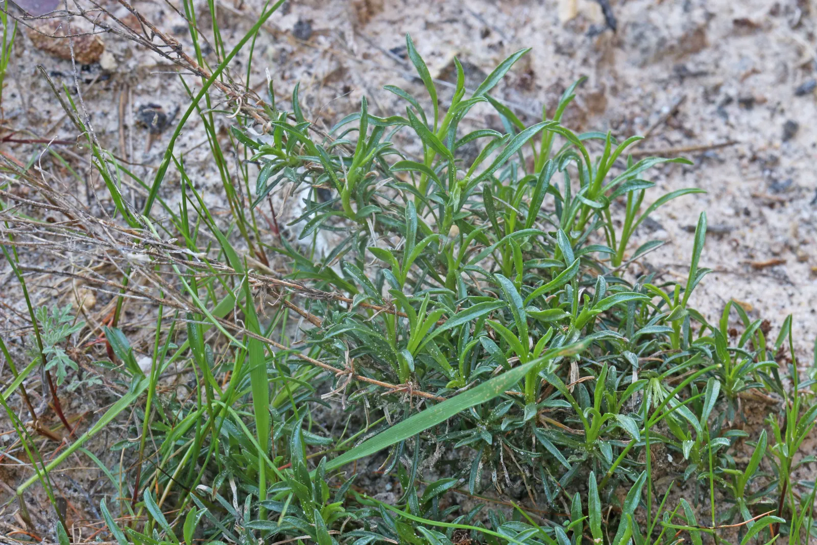 Angelita Daisy,Sundancer Daisy (Tetraneuris Acaulis) — making it an excellent choice for xeriscaping or gardens with minimal water availability, image 52