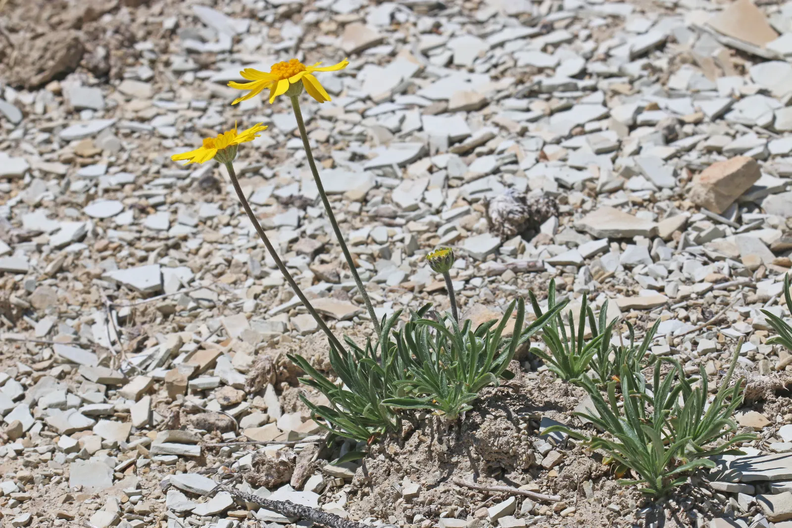 Angelita Daisy,Sundancer Daisy (Tetraneuris Acaulis) — sunny yellow flowers that resemble miniature sunflowers