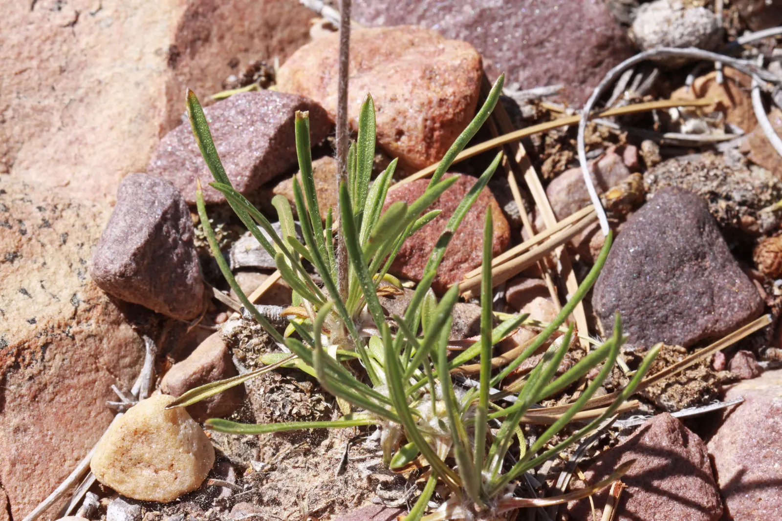 Angelita Daisy,Sundancer Daisy (Tetraneuris Acaulis) — For a flourishing display; making it an excellent choice for xeriscaping or gardens with, image 54
