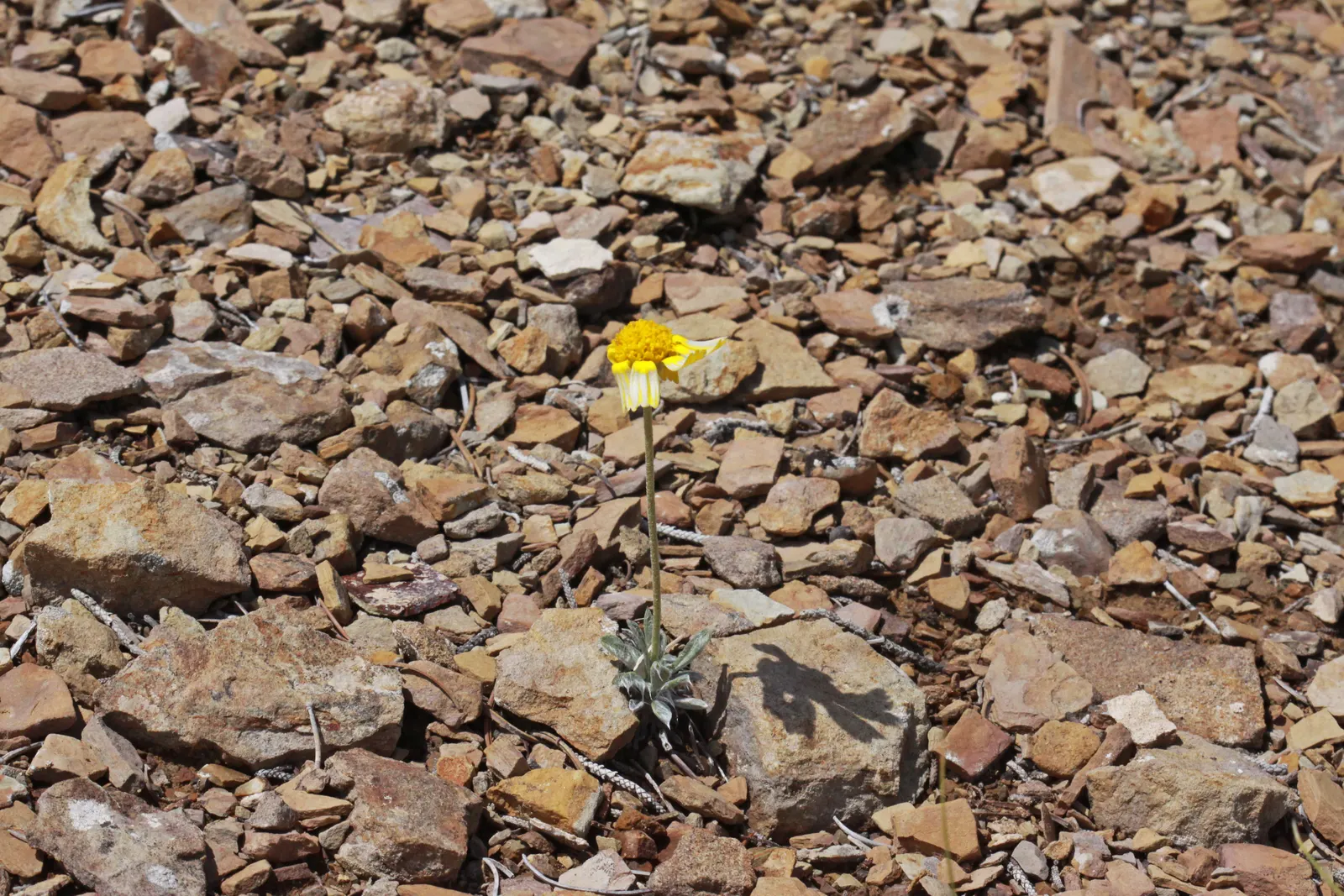 Angelita Daisy,Sundancer Daisy (Tetraneuris Acaulis) — boasting vibrant yellow blossoms atop 6-12 inch stalks; perennial with gold and yellow blooms