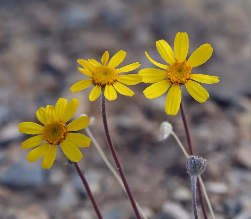 Angelita Daisy,Sundancer Daisy (Tetraneuris Acaulis) — perennial with gold and yellow blooms; is a perennial wildflower native to North America that offers a