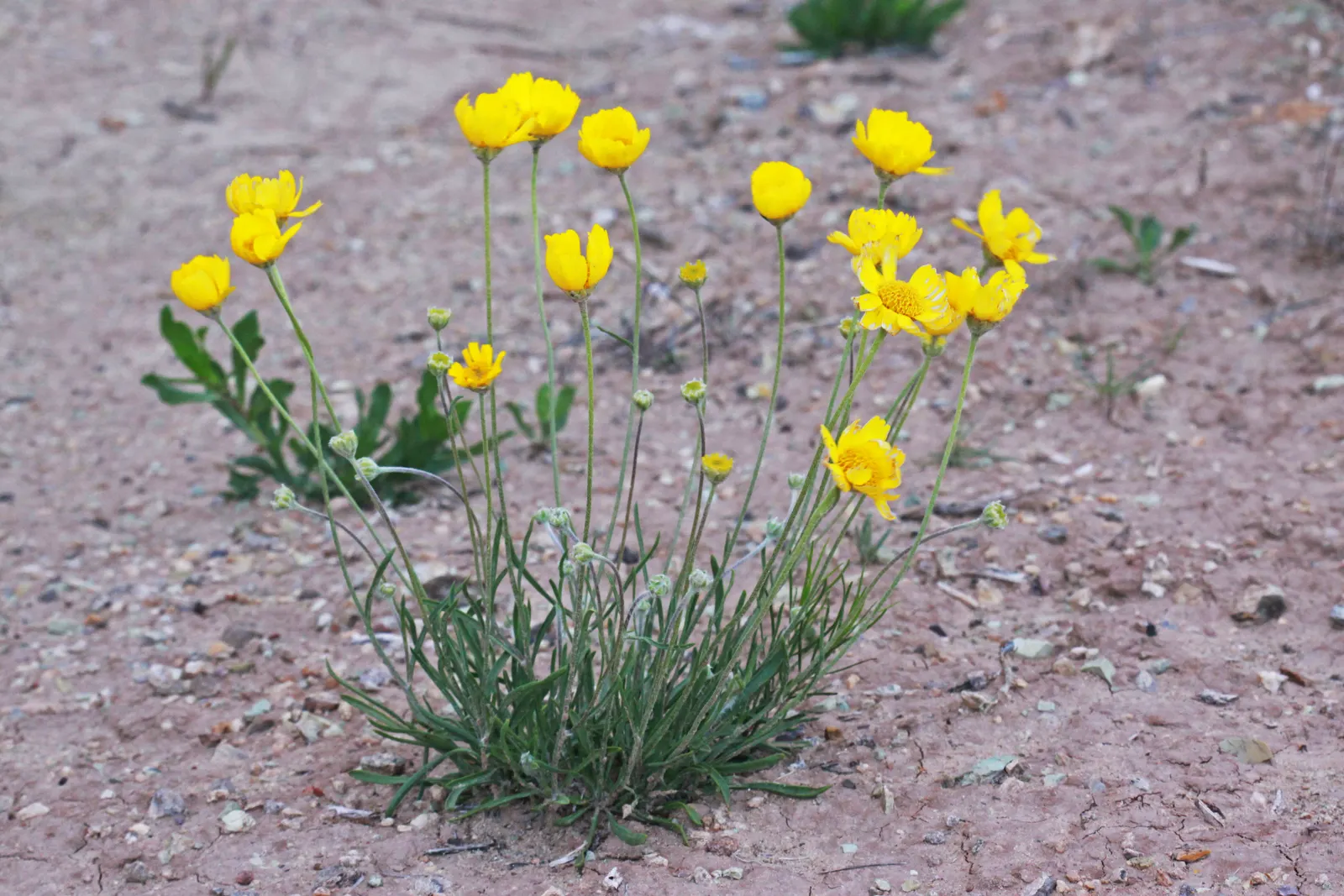 Angelita Daisy,Sundancer Daisy (Tetraneuris Acaulis) — offering a low-maintenance; or Sundancer Daisy (Tetraneuris acaulis), image 63