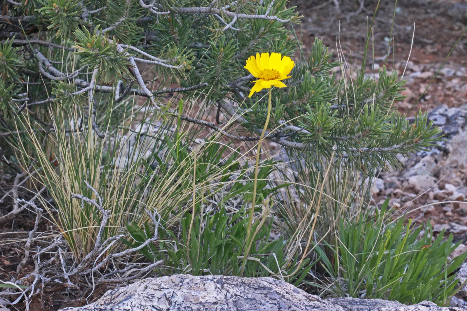 Angelita Daisy,Sundancer Daisy (Tetraneuris Acaulis) — making it an excellent choice for xeriscaping or gardens with minimal water availability, image 71