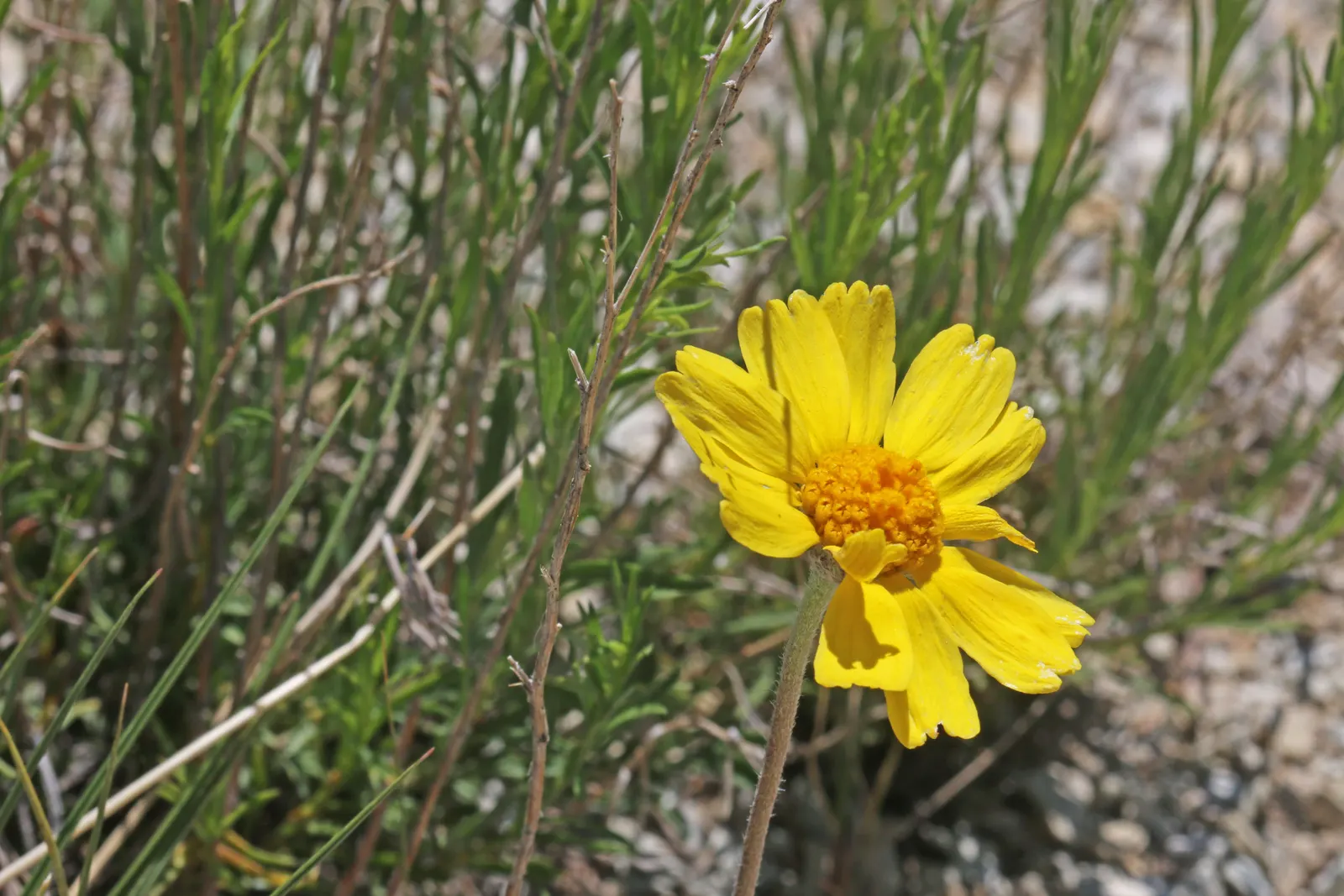 Angelita Daisy,Sundancer Daisy (Tetraneuris Acaulis) — Tetraneuris acaulis is drought-tolerant once established