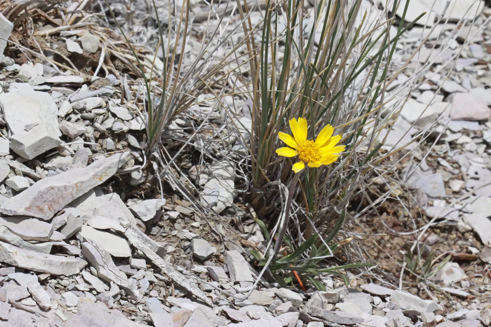 Angelita Daisy,Sundancer Daisy (Tetraneuris Acaulis) — perennial for full or half