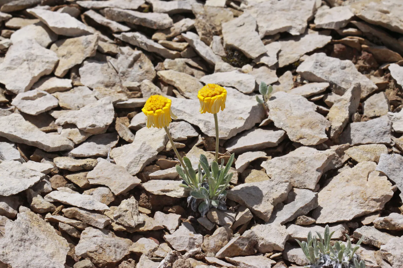 Angelita Daisy,Sundancer Daisy (Tetraneuris Acaulis) — making it an excellent choice for xeriscaping or gardens with minimal water availability; perennial for