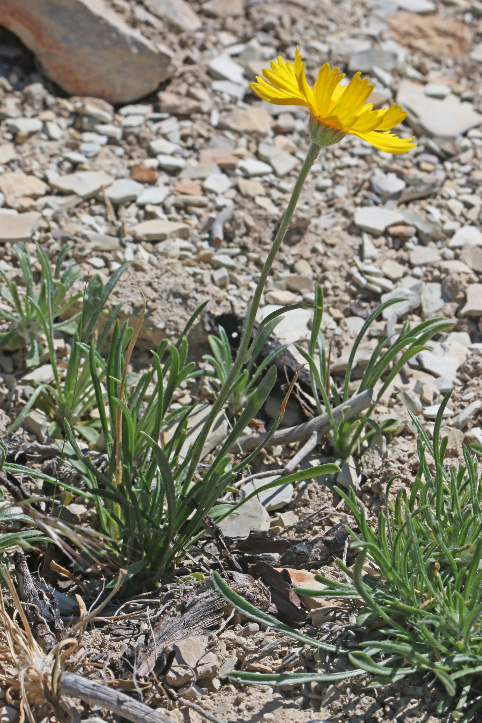 Angelita Daisy,Sundancer Daisy (Tetraneuris Acaulis) — is a perennial wildflower native to North America that offers a quaint charm to any garden landscape