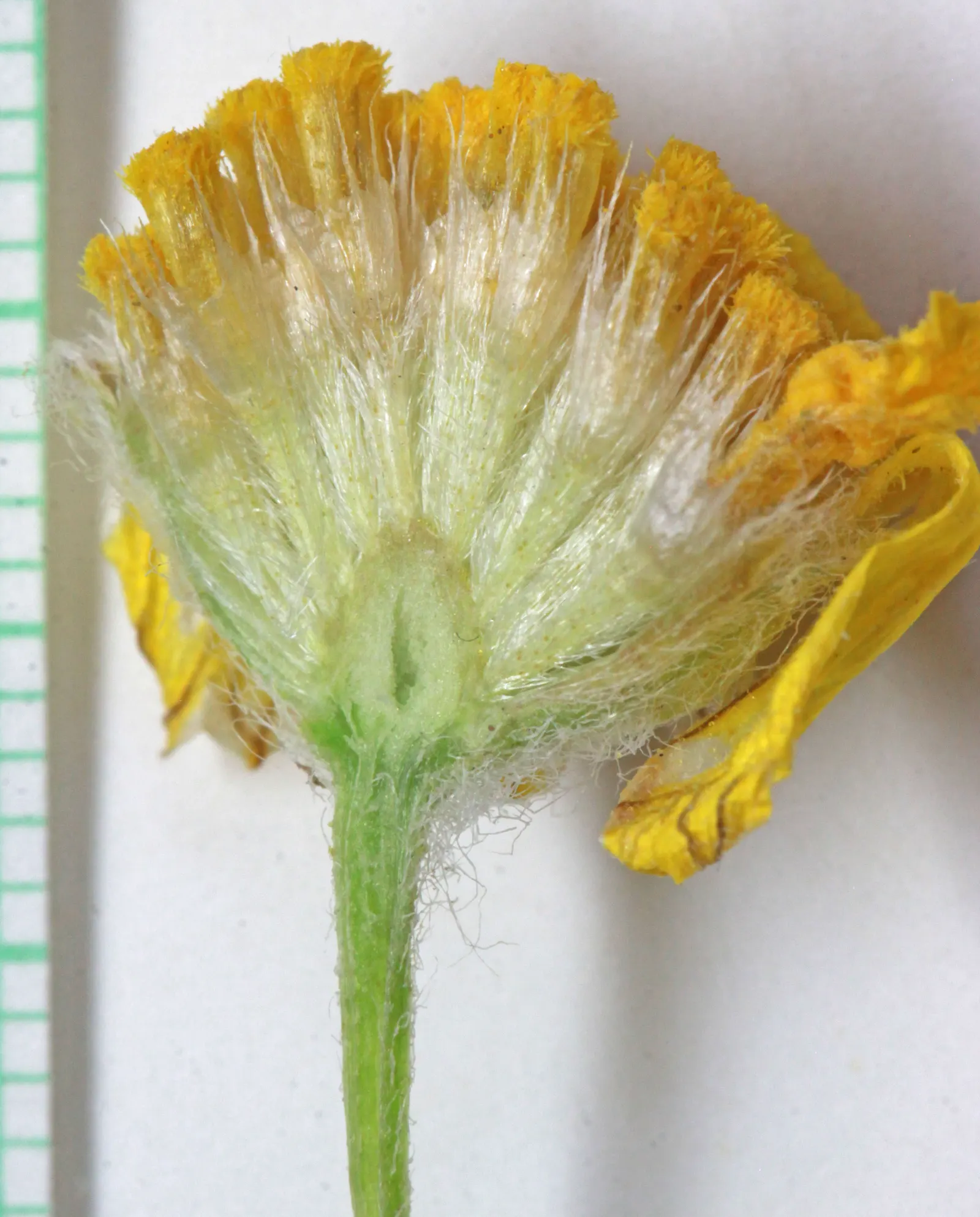 Angelita Daisy,Sundancer Daisy (Tetraneuris Acaulis) — thrives in USDA zones 4-10; sunny yellow flowers that resemble miniature sunflowers, image 40