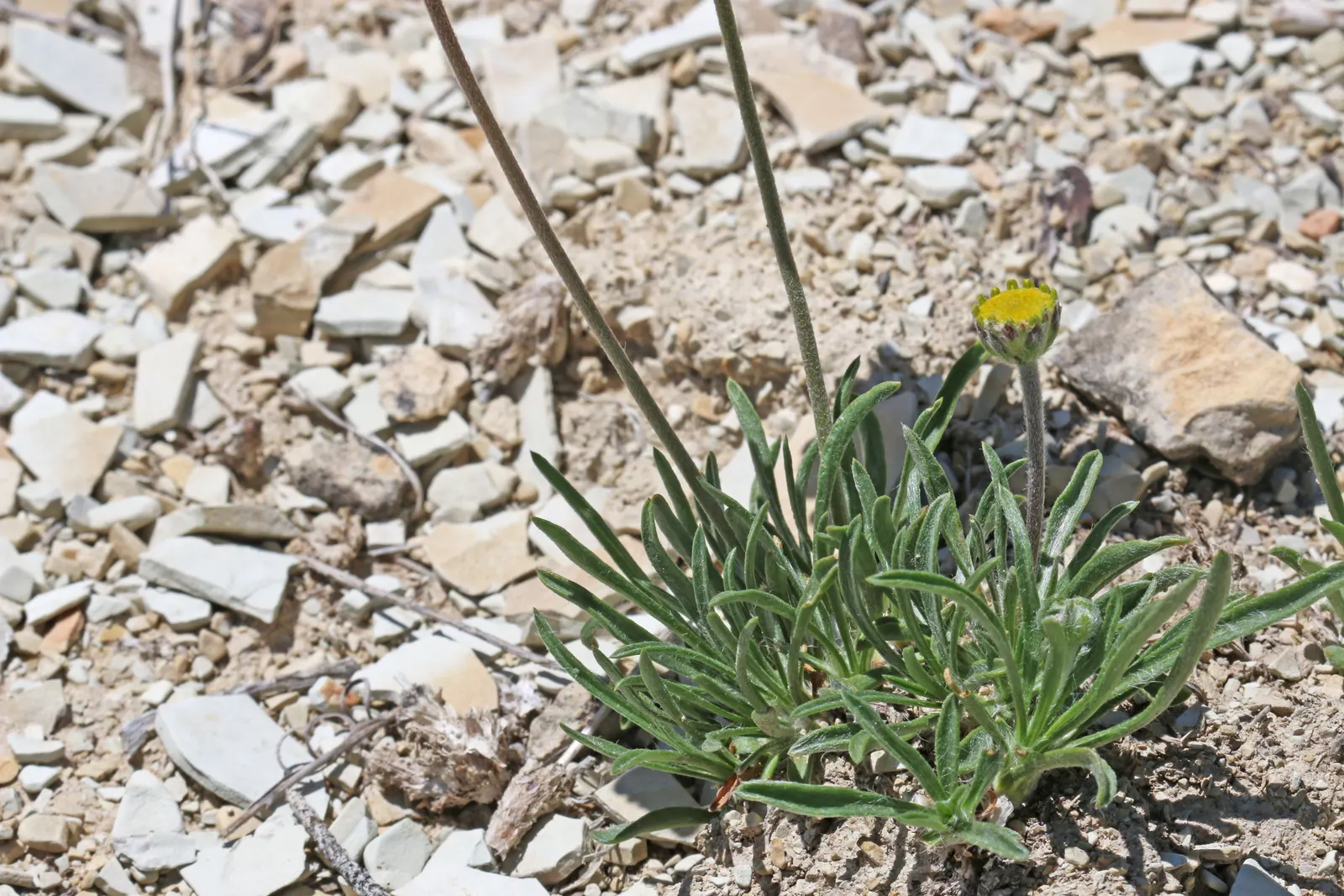 Angelita Daisy,Sundancer Daisy (Tetraneuris Acaulis) — attracting butterflies and providing a continuous show of color; this perennial requires, image 69