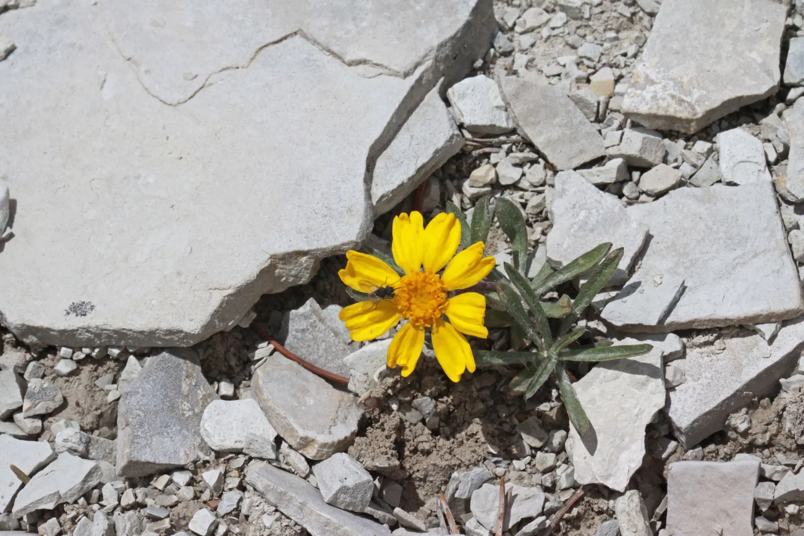 Angelita Daisy,Sundancer Daisy (Tetraneuris Acaulis) — This perennial requires full sun and well-drained soil; tetraneuris acaulis is, image 62