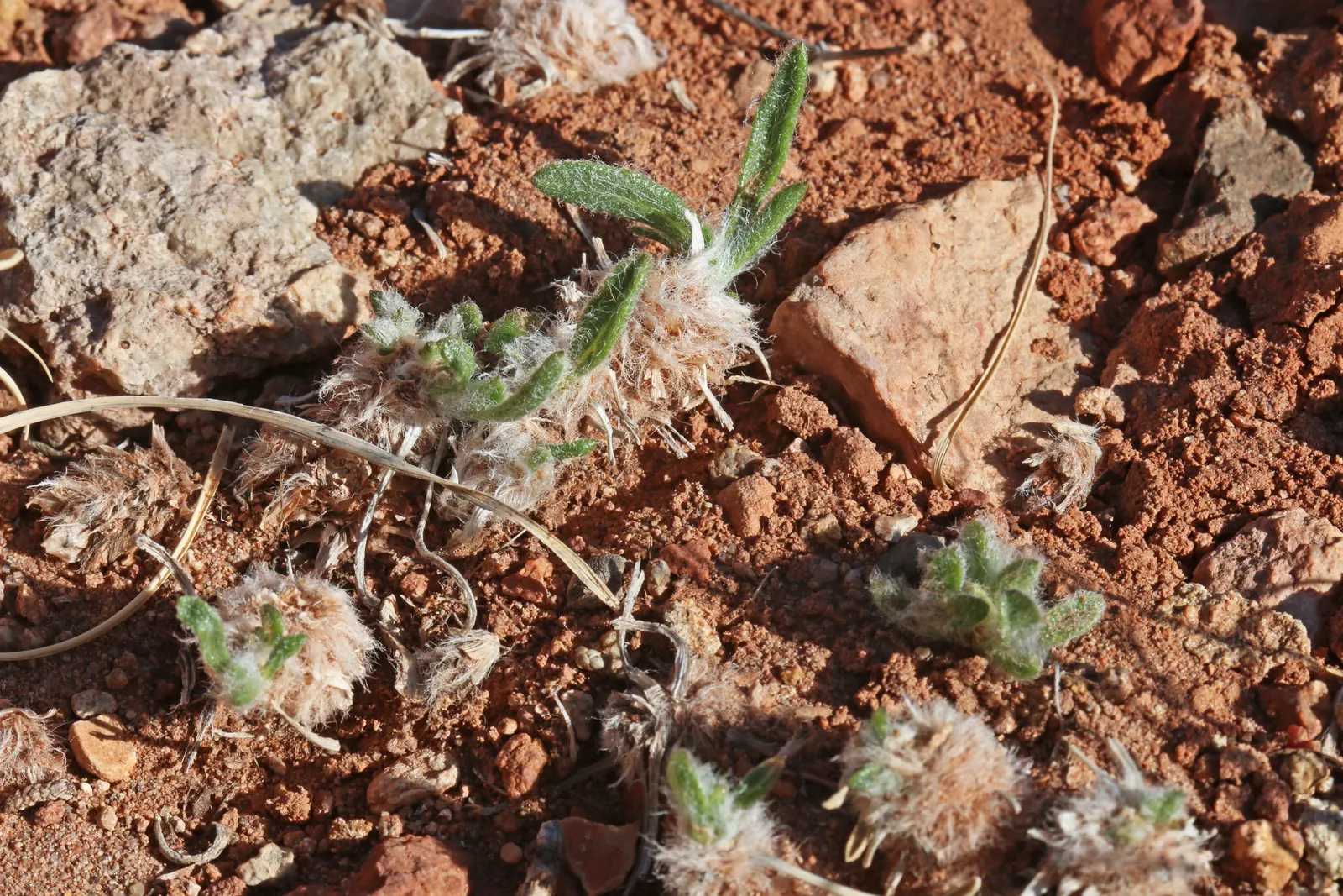 Angelita Daisy,Sundancer Daisy (Tetraneuris Acaulis) — also known as Sundancer Daisy or Tetraneuris acaulis; its diminutive size and abundant, image 46