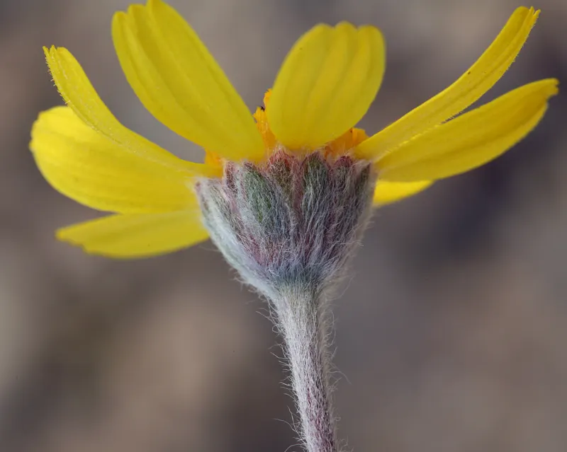 Angelita Daisy,Sundancer Daisy (Tetraneuris Acaulis) — This perennial requires full sun and well-drained soil; tetraneuris acaulis is drought-tolerant once