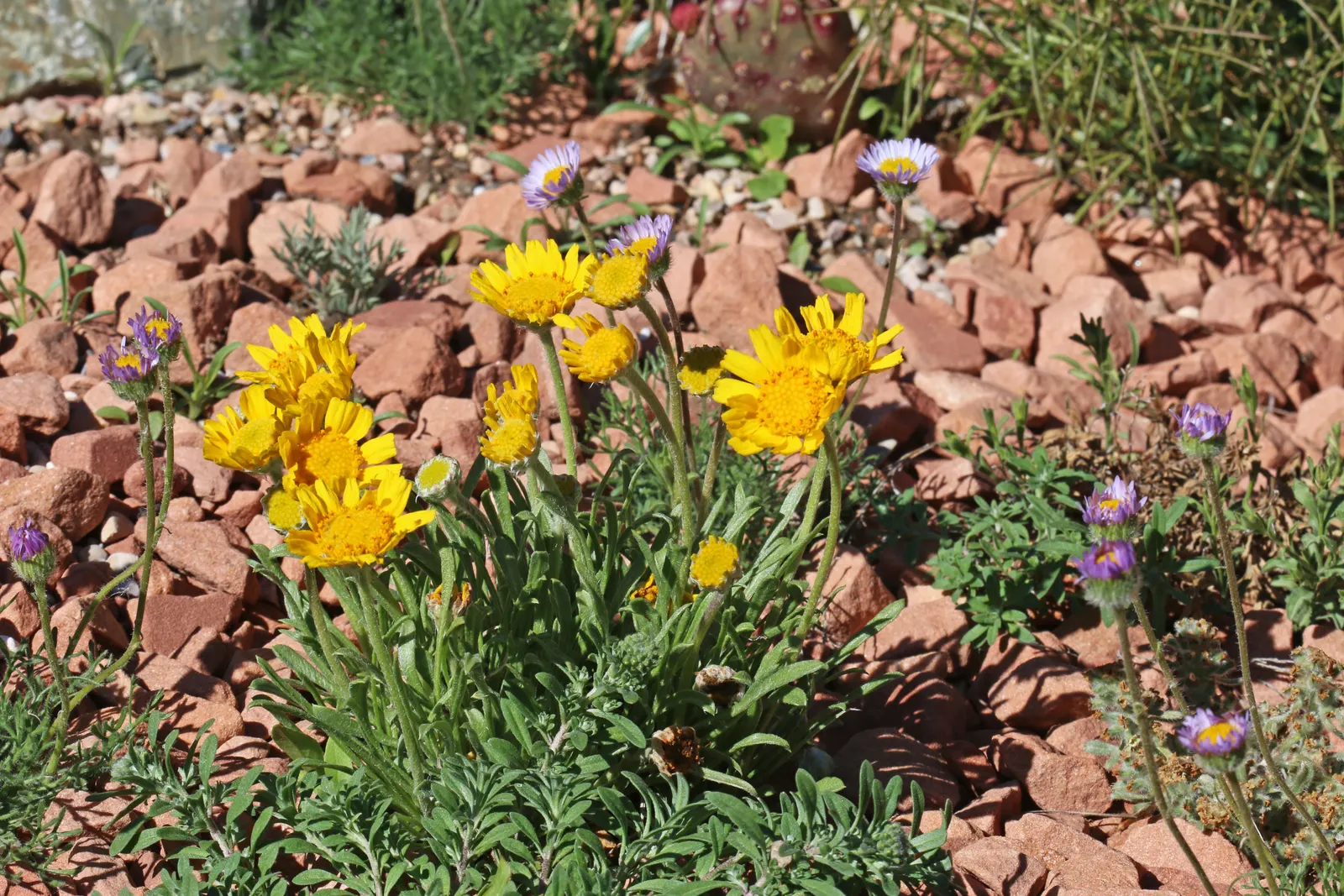 Angelita Daisy,Sundancer Daisy (Tetraneuris Acaulis) — Tetraneuris acaulis is drought-tolerant once established; attracting butterflies and providing a