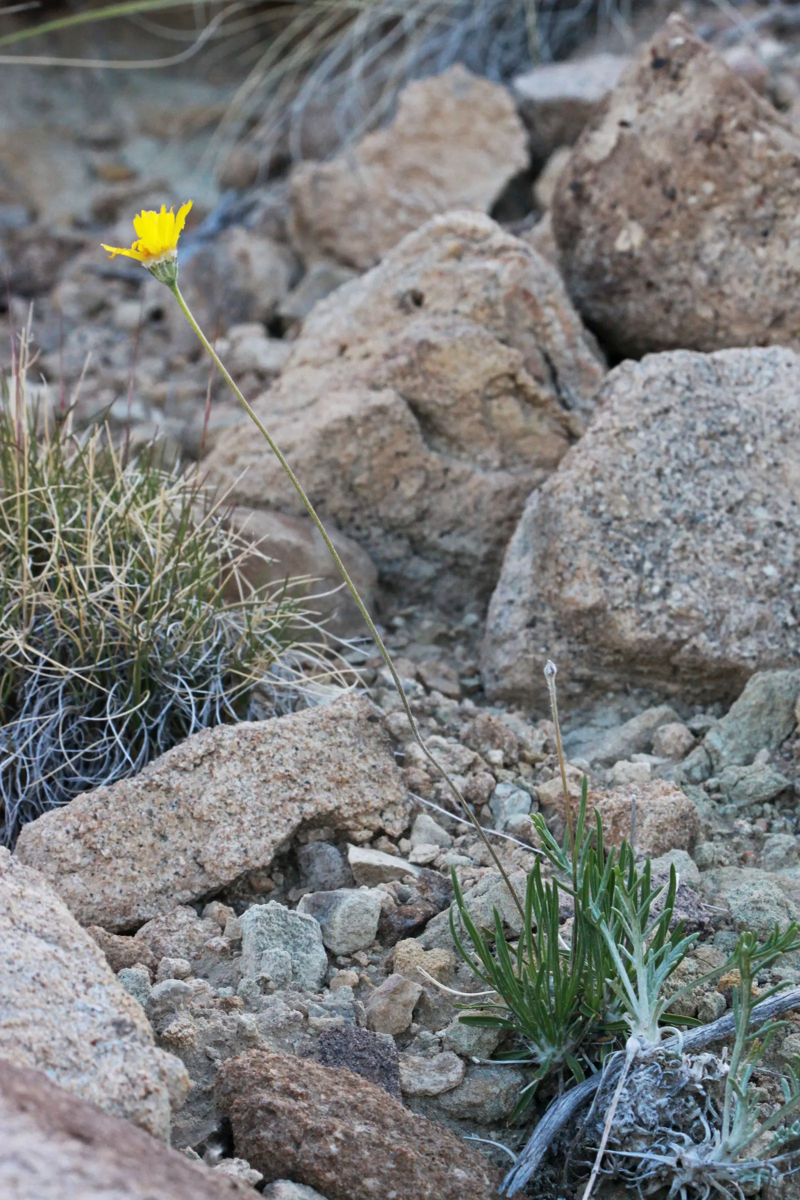 Angelita Daisy,Sundancer Daisy (Tetraneuris Acaulis) — making it an excellent choice for xeriscaping or gardens with minimal water availability
