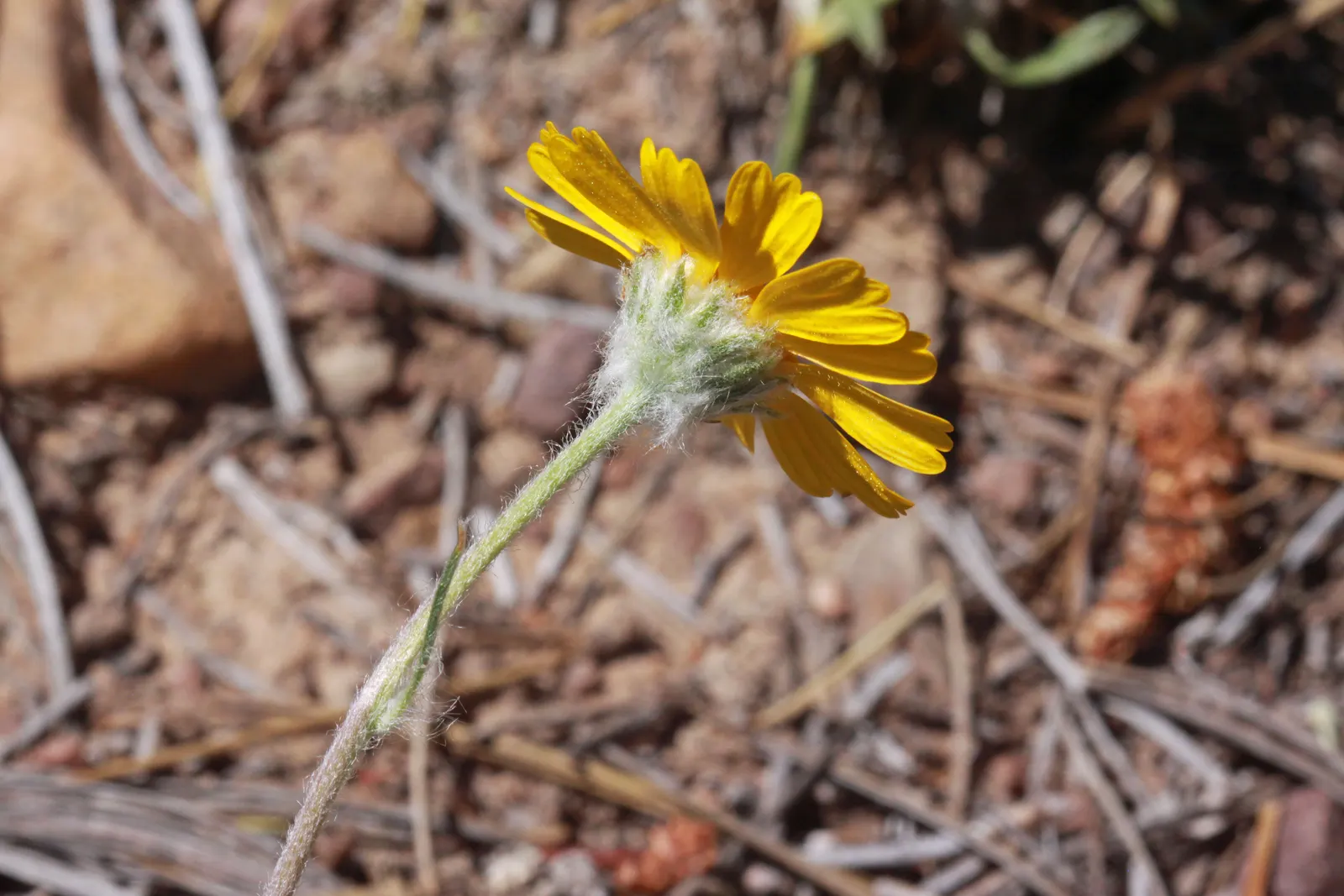Angelita Daisy,Sundancer Daisy (Tetraneuris Acaulis) — thrives in USDA zones 4-10; sunny yellow flowers that resemble miniature sunflowers, image 59