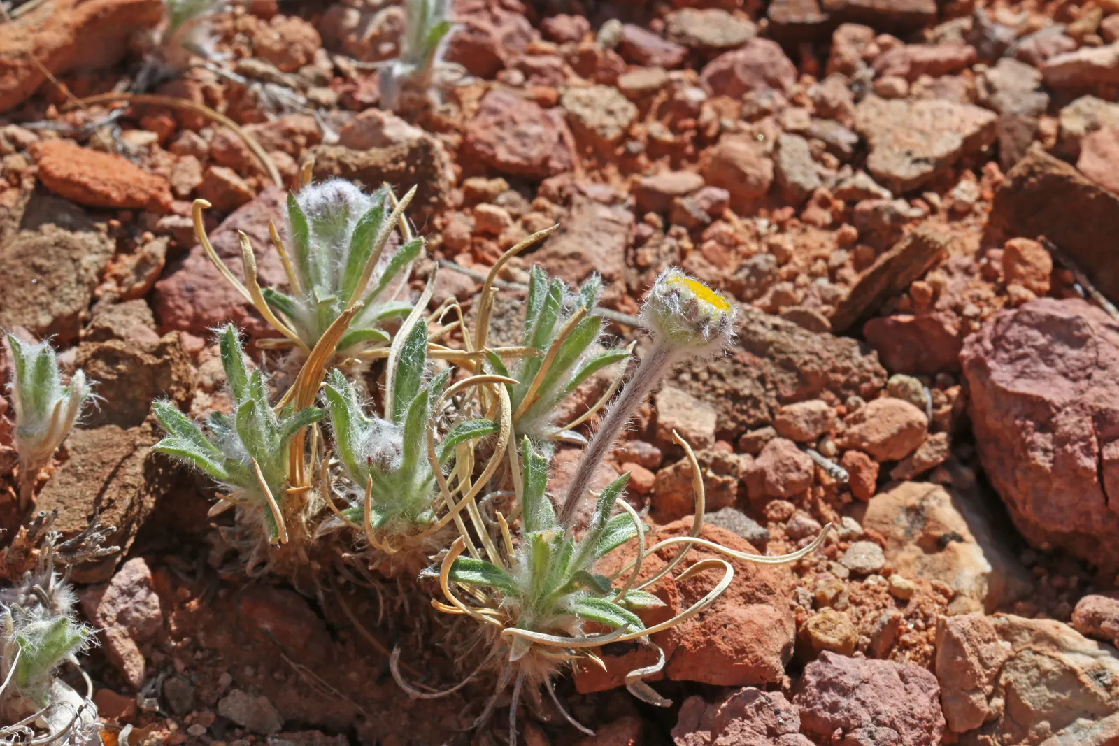 Angelita Daisy,Sundancer Daisy (Tetraneuris Acaulis) — Its evergreen foliage forms a dense rosette up to 6 inches in diameter, ideal for, image 42