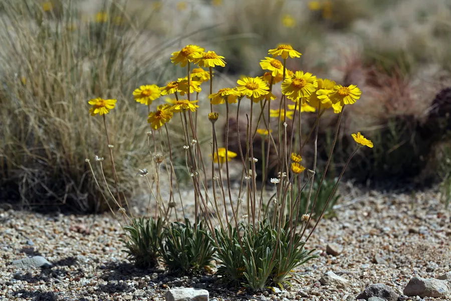 Angelita Daisy,Sundancer Daisy (Tetraneuris Acaulis) — Its foliage consists of narrow, image 29