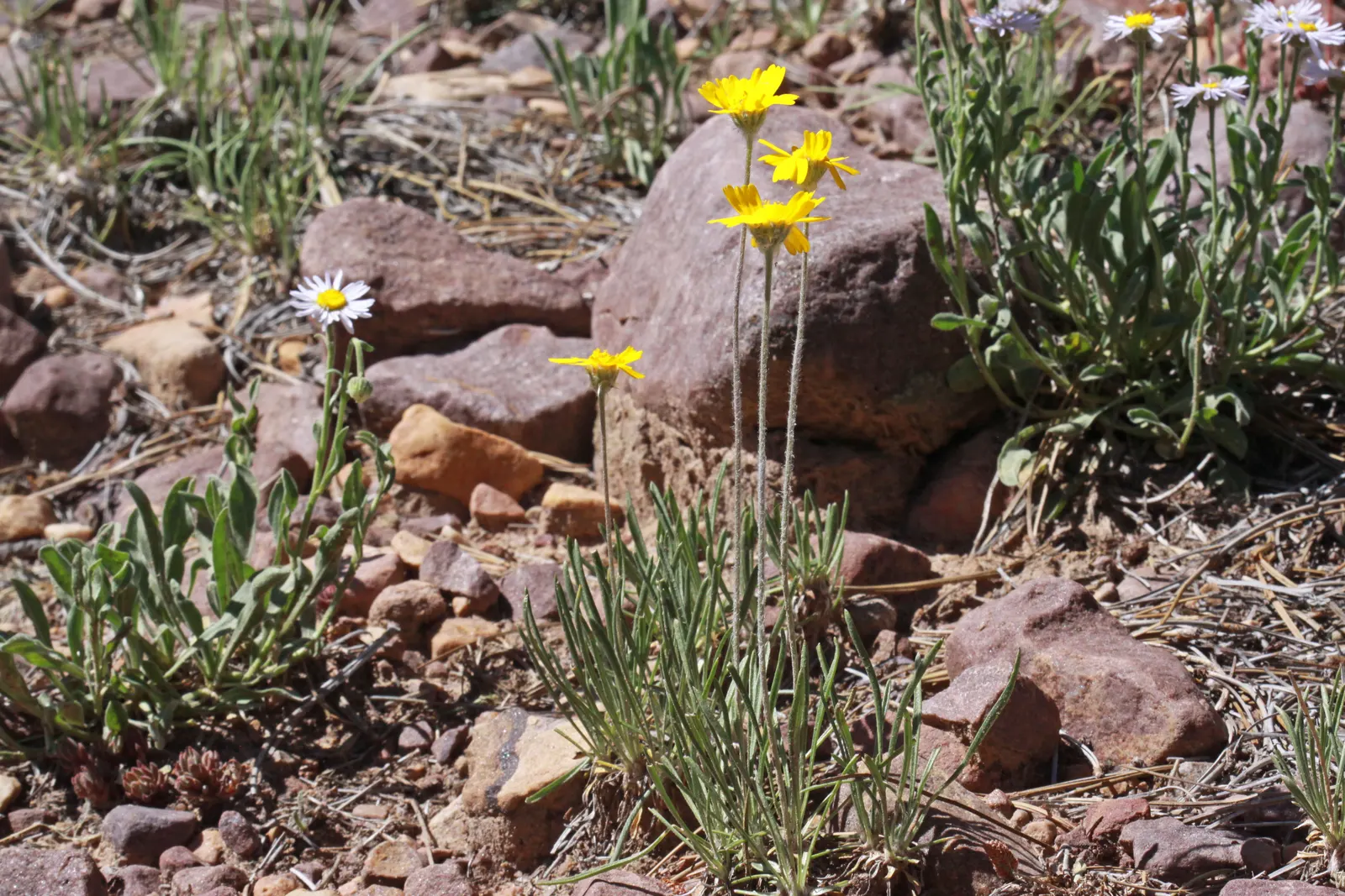 Angelita Daisy,Sundancer Daisy (Tetraneuris Acaulis) — Tetraneuris acaulis is drought-tolerant once established; attracting butterflies and, image 51