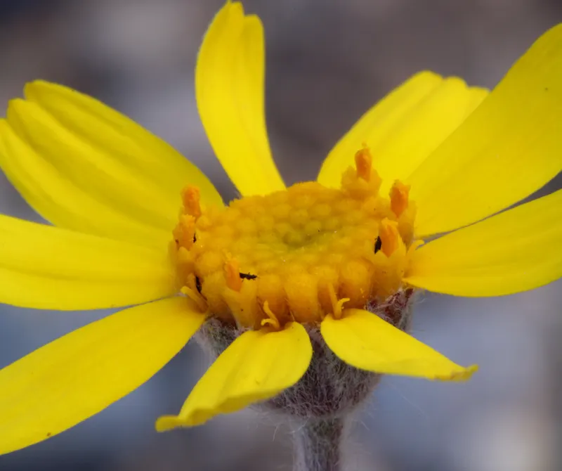 Angelita Daisy,Sundancer Daisy (Tetraneuris Acaulis) — or Sundancer Daisy (Tetraneuris acaulis)