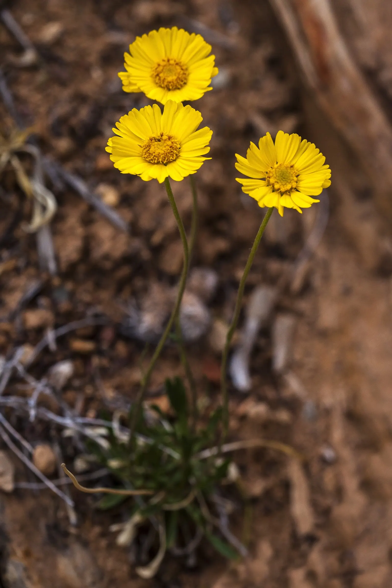 Angelita Daisy,Sundancer Daisy (Tetraneuris Acaulis) — sunny yellow flowers that resemble miniature sunflowers; gold and yellow flowers in the, image 49
