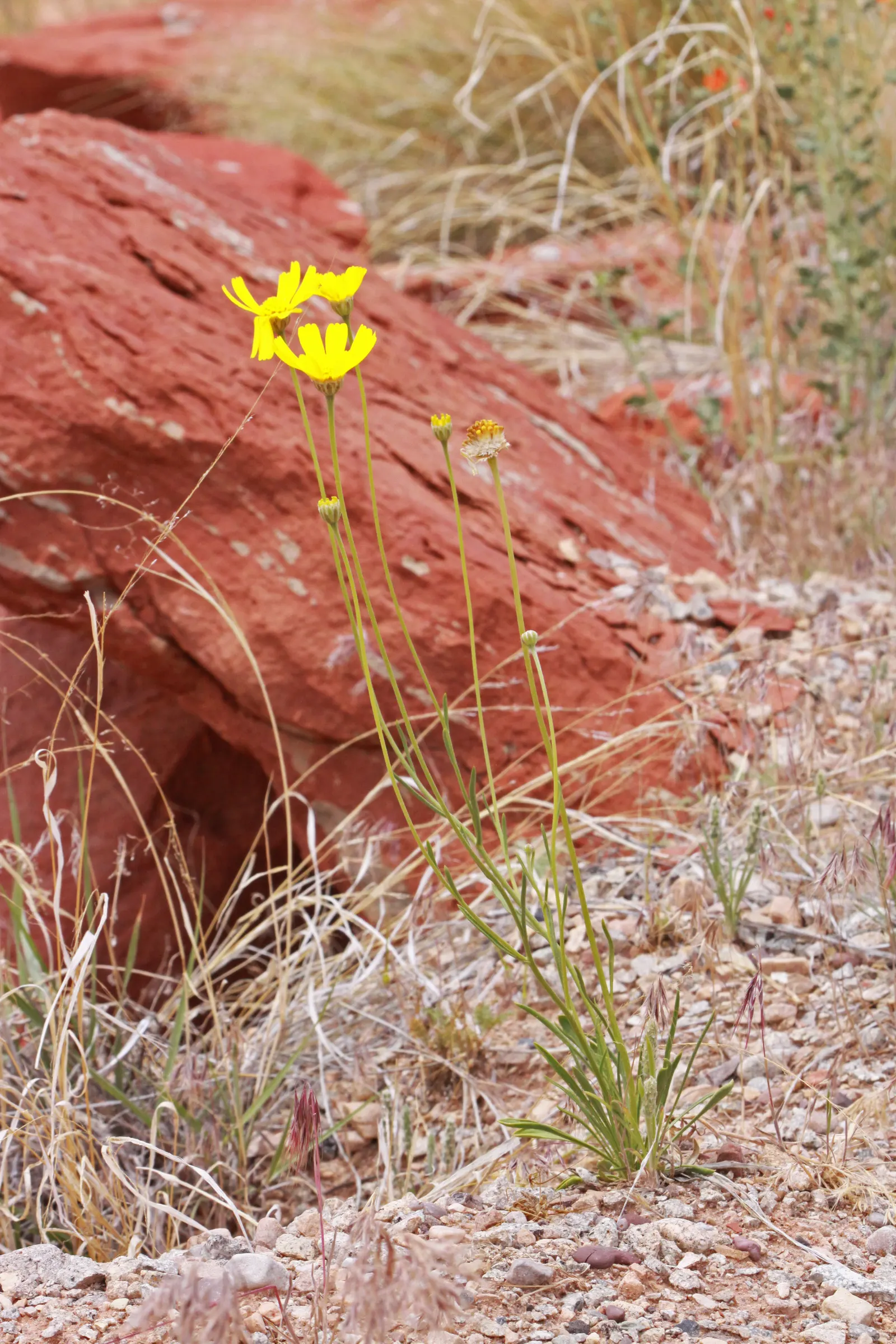 Angelita Daisy,Sundancer Daisy (Tetraneuris Acaulis) — drought-tolerant option that provides year-round interest and attracts pollinators to, image 45