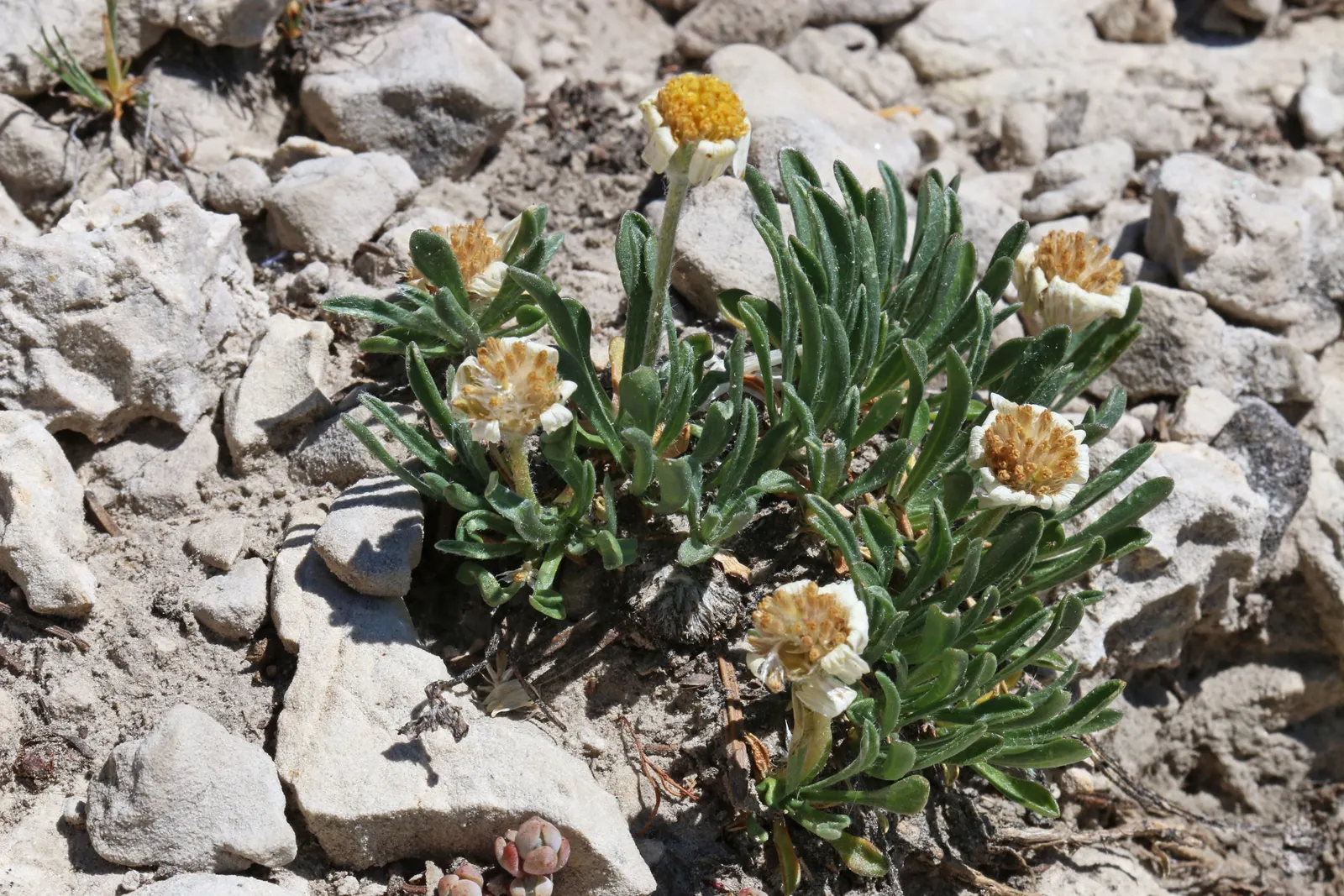 Angelita Daisy,Sundancer Daisy (Tetraneuris Acaulis) — offering a low-maintenance; or Sundancer Daisy (Tetraneuris acaulis)