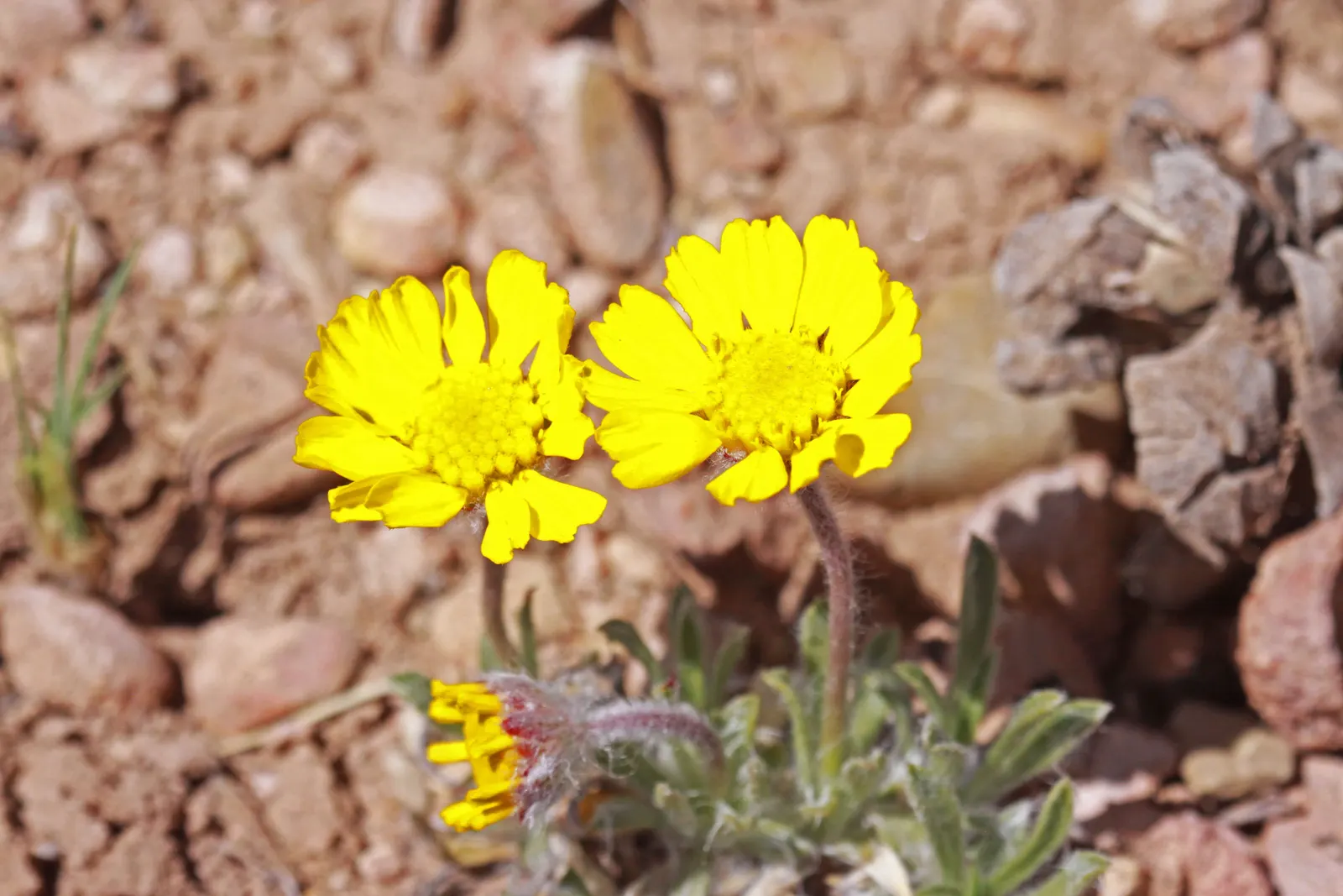 Angelita Daisy,Sundancer Daisy (Tetraneuris Acaulis) — offering a low-maintenance; or Sundancer Daisy (Tetraneuris acaulis), image 44