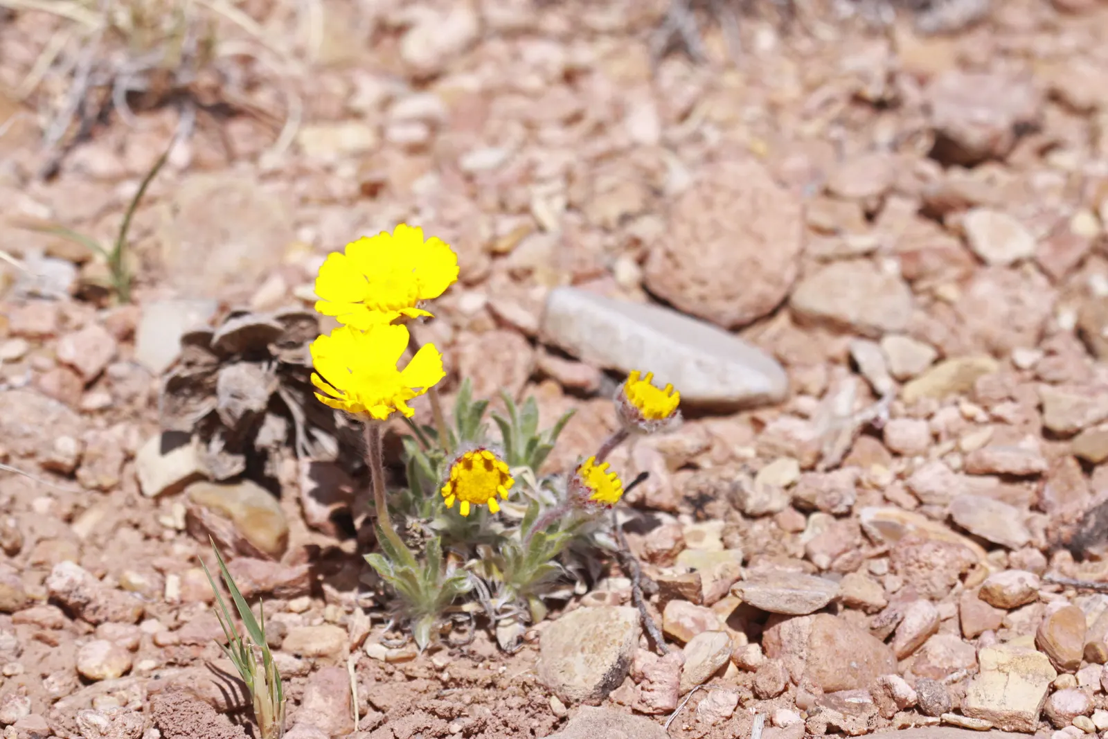 Angelita Daisy,Sundancer Daisy (Tetraneuris Acaulis) — boasting vibrant yellow blossoms atop 6-12 inch stalks; perennial with gold and yellow blooms, image 41