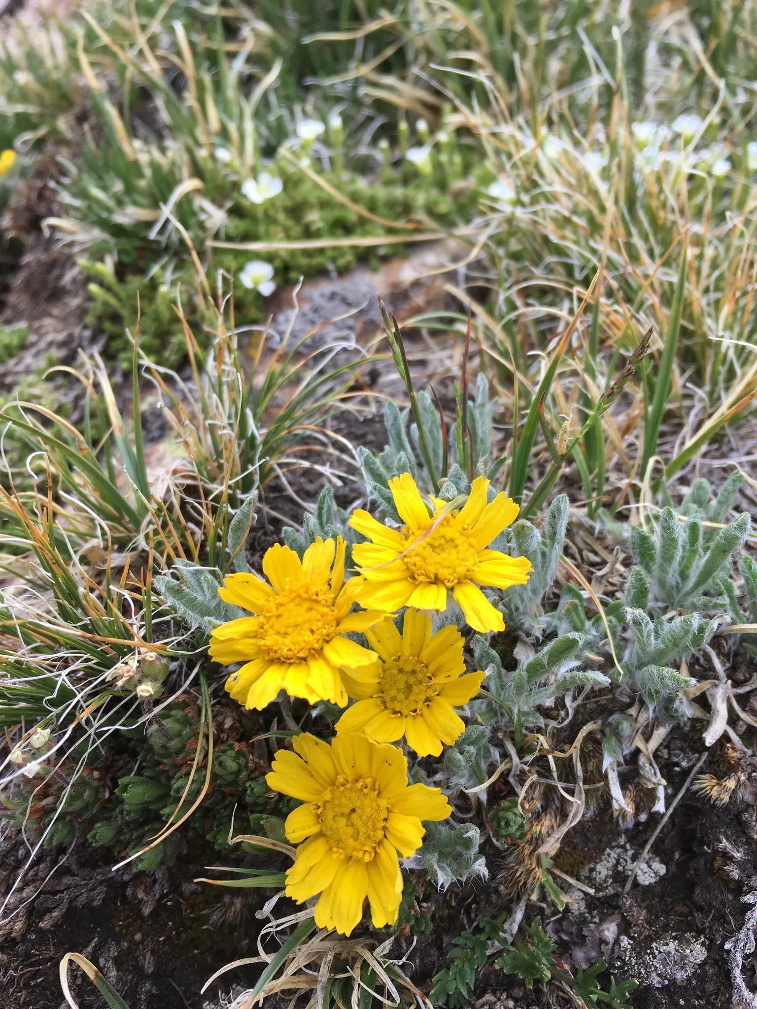 Angelita Daisy,Sundancer Daisy (Tetraneuris Acaulis) — Its foliage consists of narrow, image 67