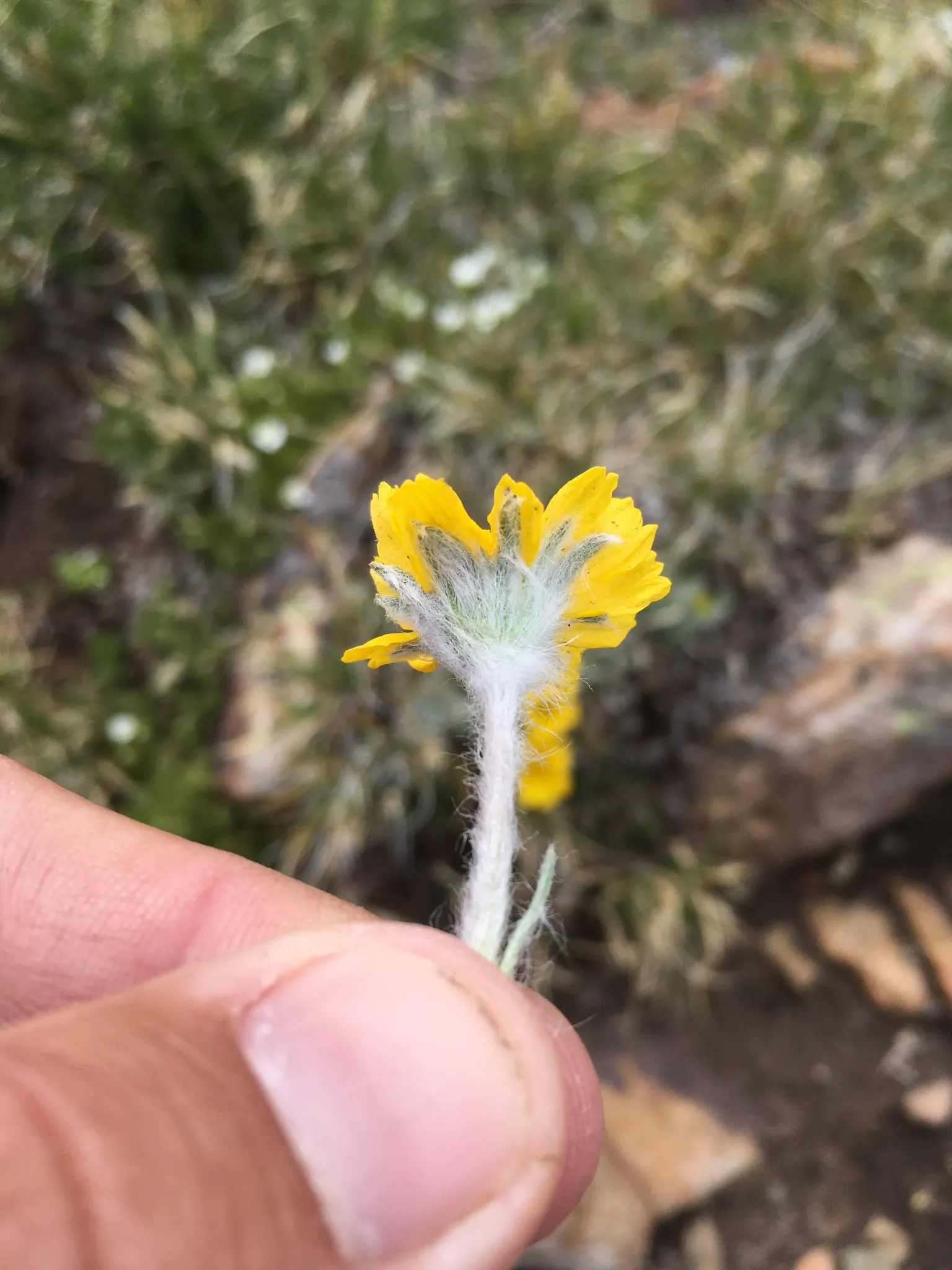 Angelita Daisy,Sundancer Daisy (Tetraneuris Acaulis) — Its diminutive size and abundant flowering make it an ideal selection for rock gardens, image 72